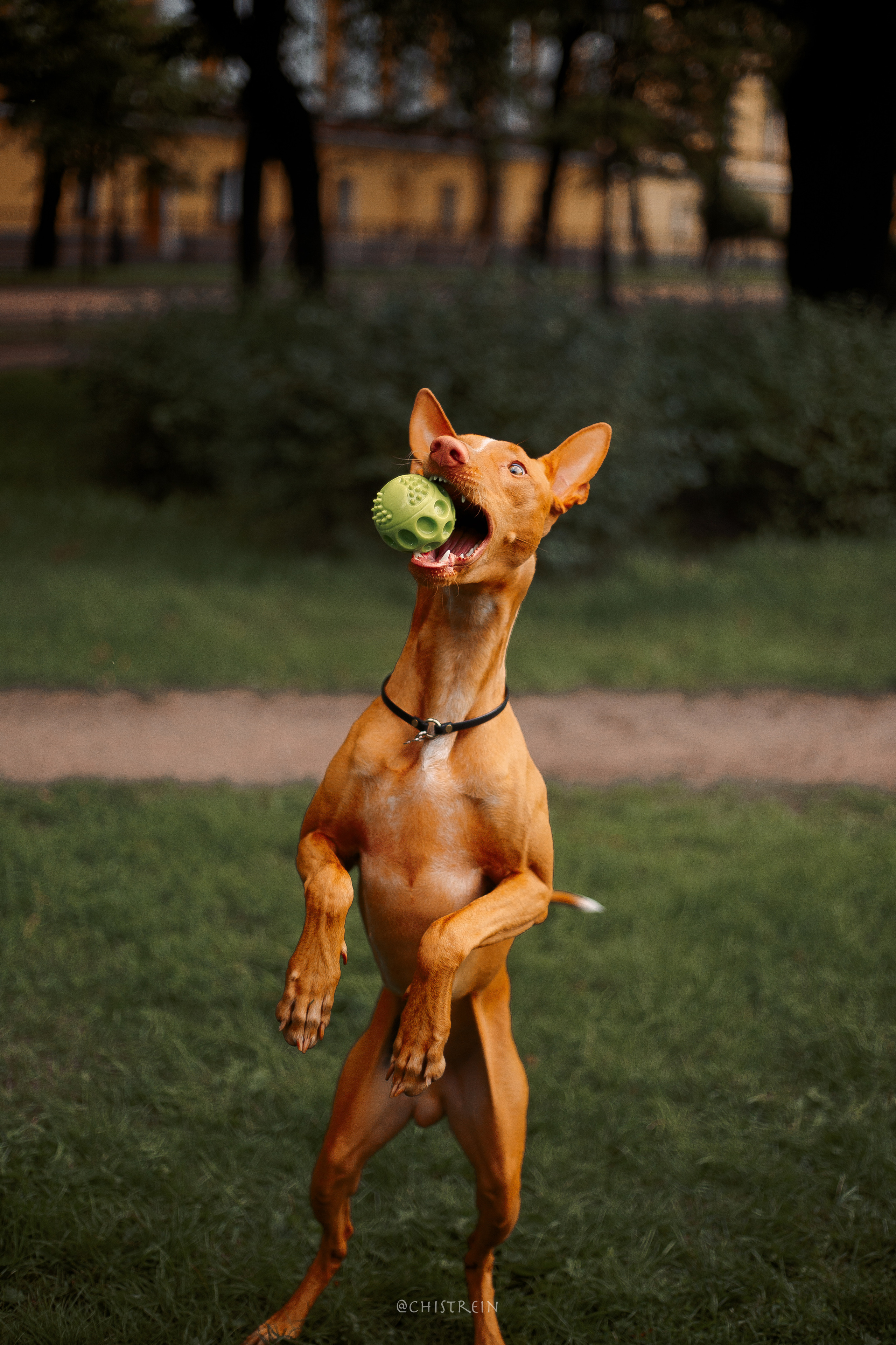 Арина и Гриффин в центре Питера. Фотограф-анималист Наталия Чистюхина в г. Сосновый Бор и ЛО