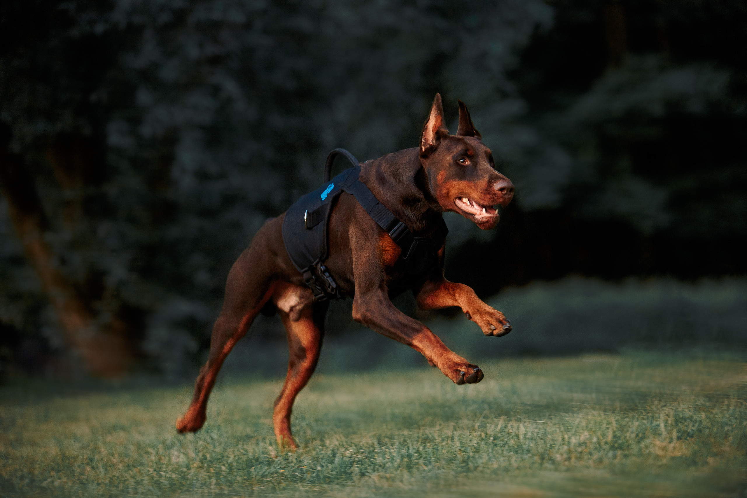 Атлас на Крестовском острове. Фотограф-анималист Наталия Чистюхина в г. Сосновый Бор и ЛО