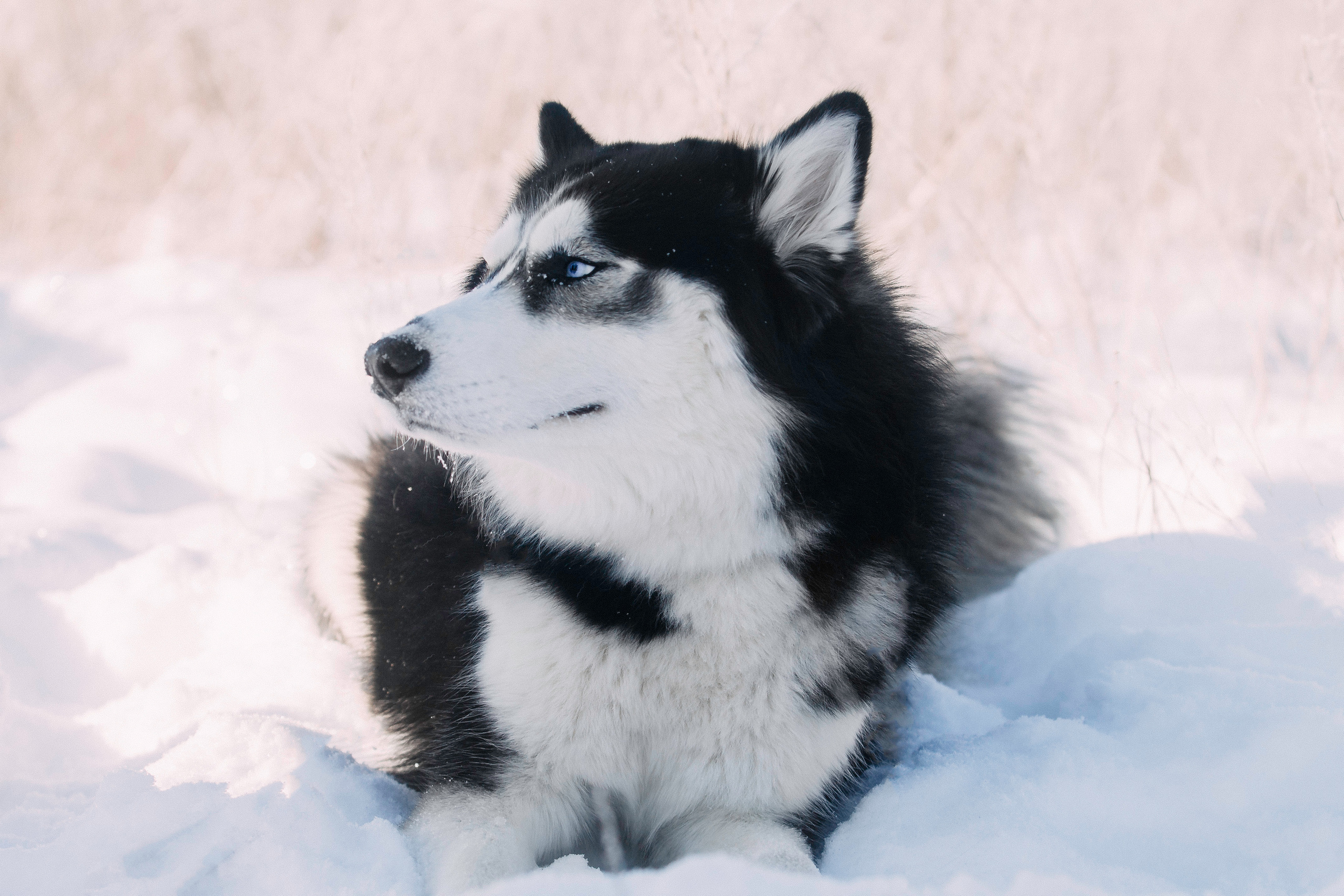 После ЗАГСА. Фотограф-анималист Наталия Чистюхина в г. Сосновый Бор и ЛО
