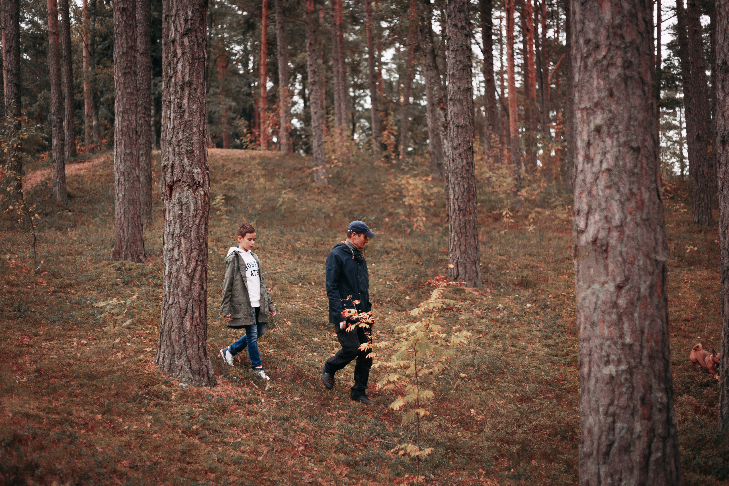Осенний лес в Сосновом Бору. Фотограф-анималист Наталия Чистюхина в г. Сосновый Бор и ЛО