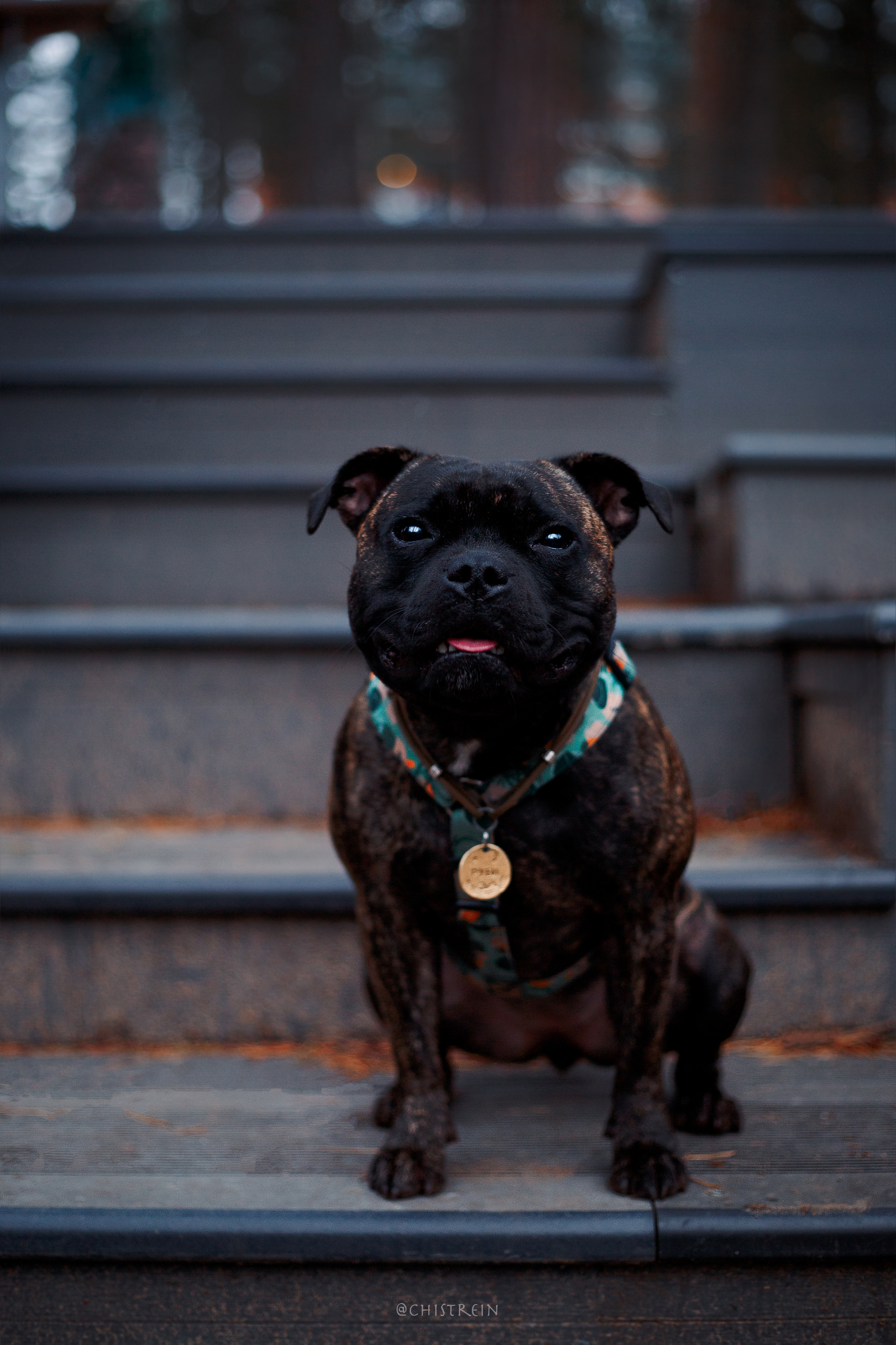 Стаффбуль Рубина. Фотограф-анималист Наталия Чистюхина в г. Сосновый Бор и ЛО