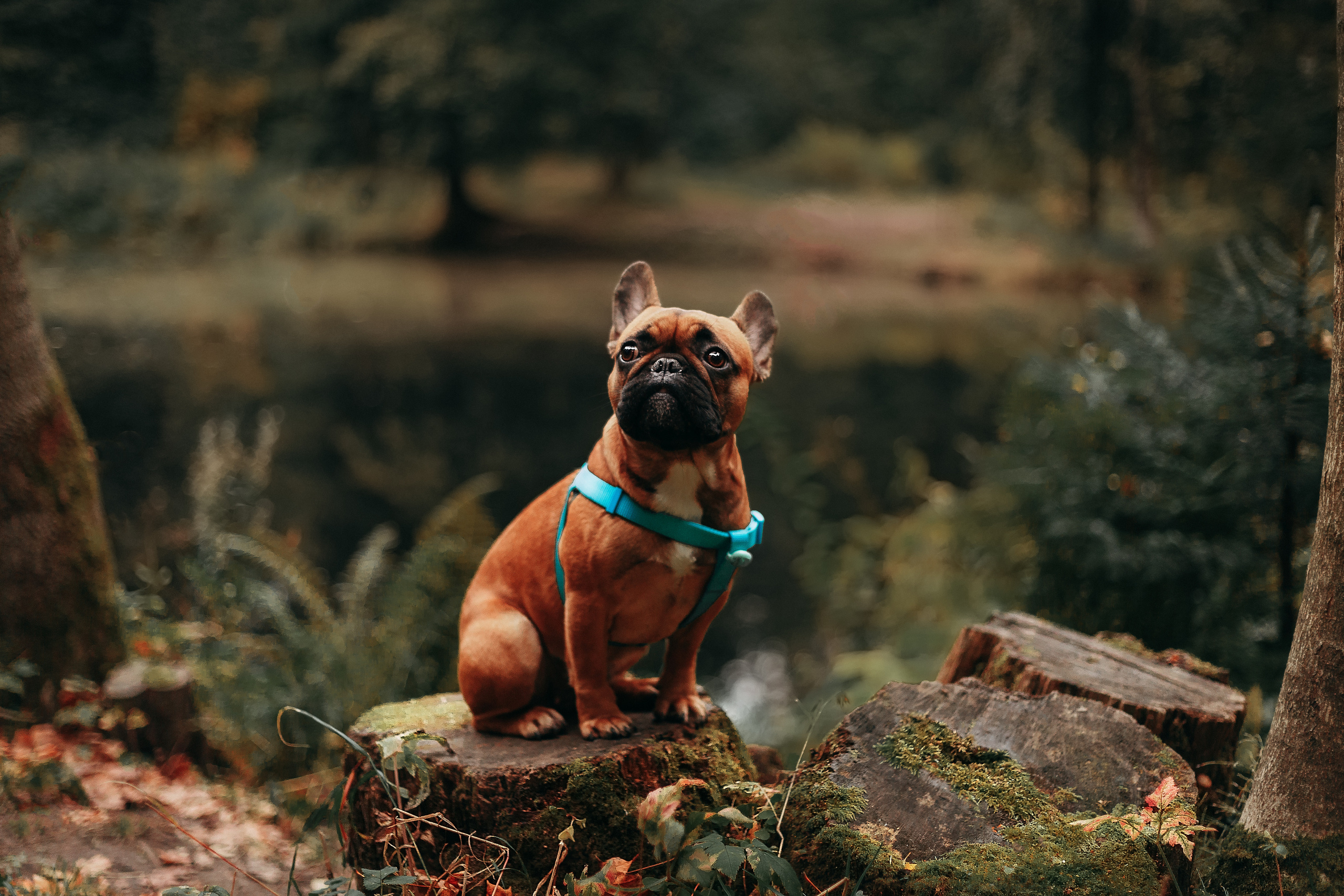 Шуваловский парк. Фотограф-анималист Наталия Чистюхина в г. Сосновый Бор и ЛО