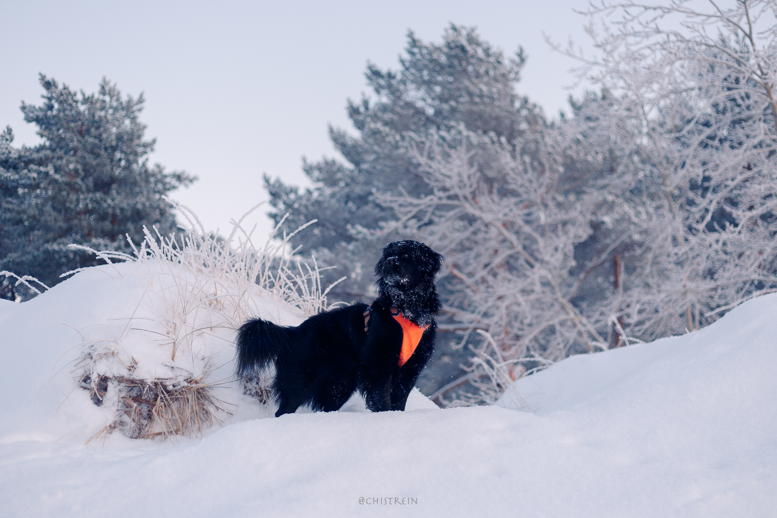 Модя. Закат на Финском заливе. Фотограф-анималист Наталия Чистюхина в г. Сосновый Бор и ЛО