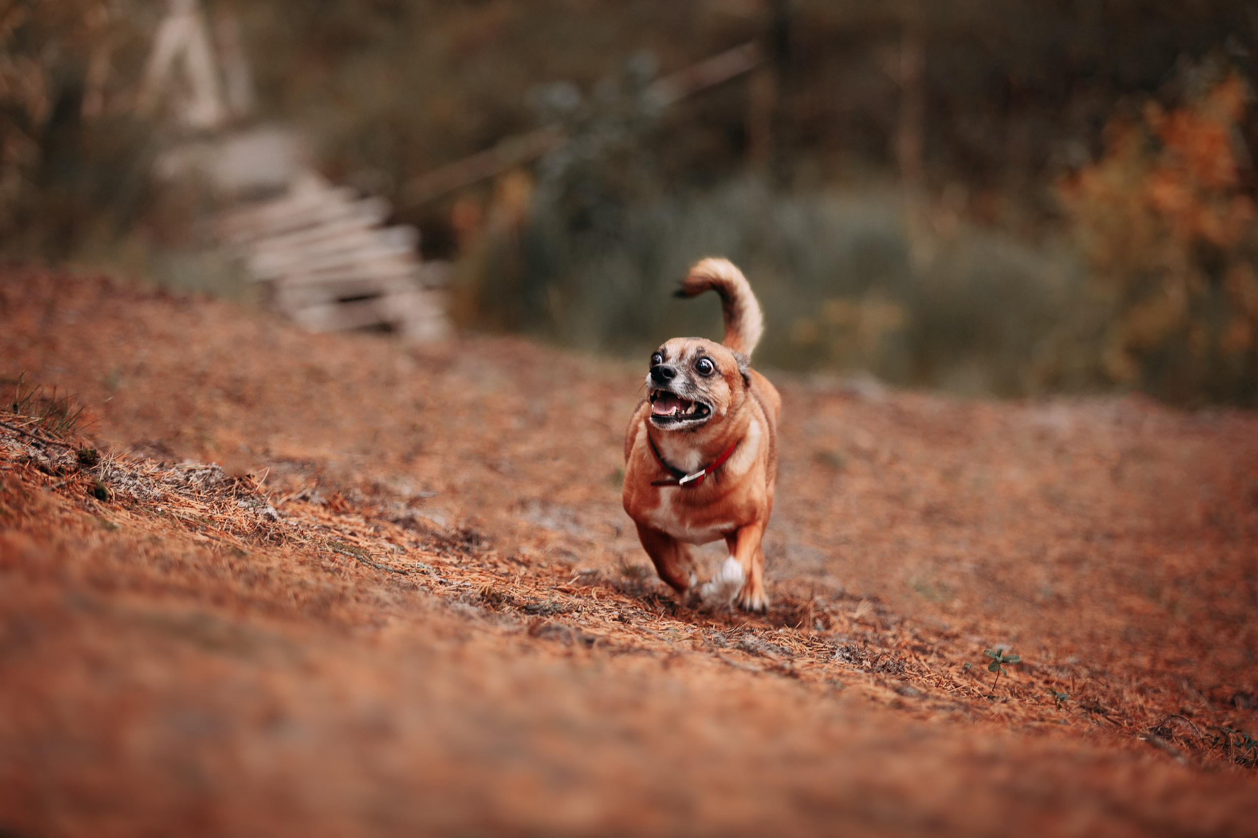 Осенний лес в Сосновом Бору. Фотограф-анималист Наталия Чистюхина в г. Сосновый Бор и ЛО