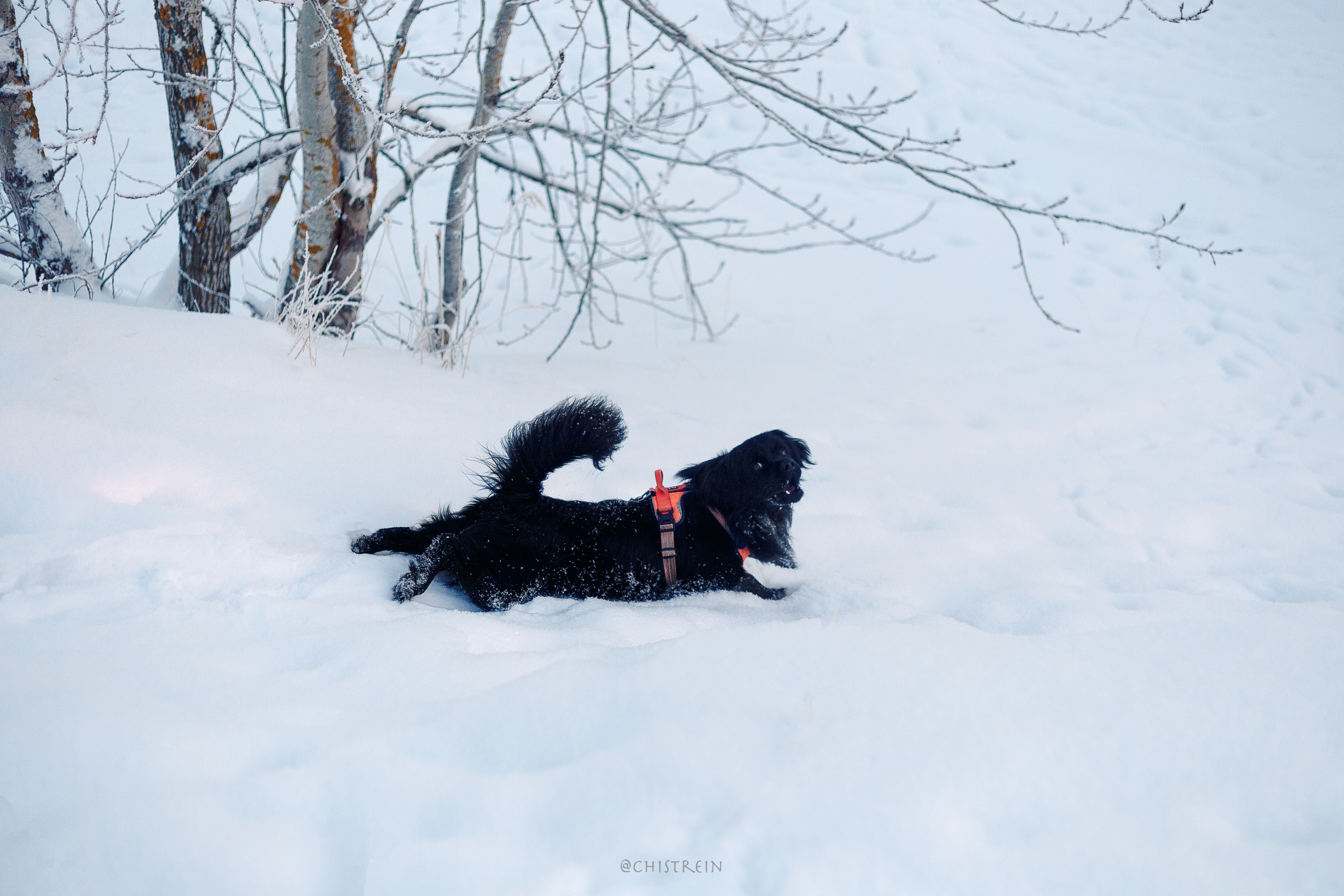 Модя. Закат на Финском заливе. Фотограф-анималист Наталия Чистюхина в г. Сосновый Бор и ЛО