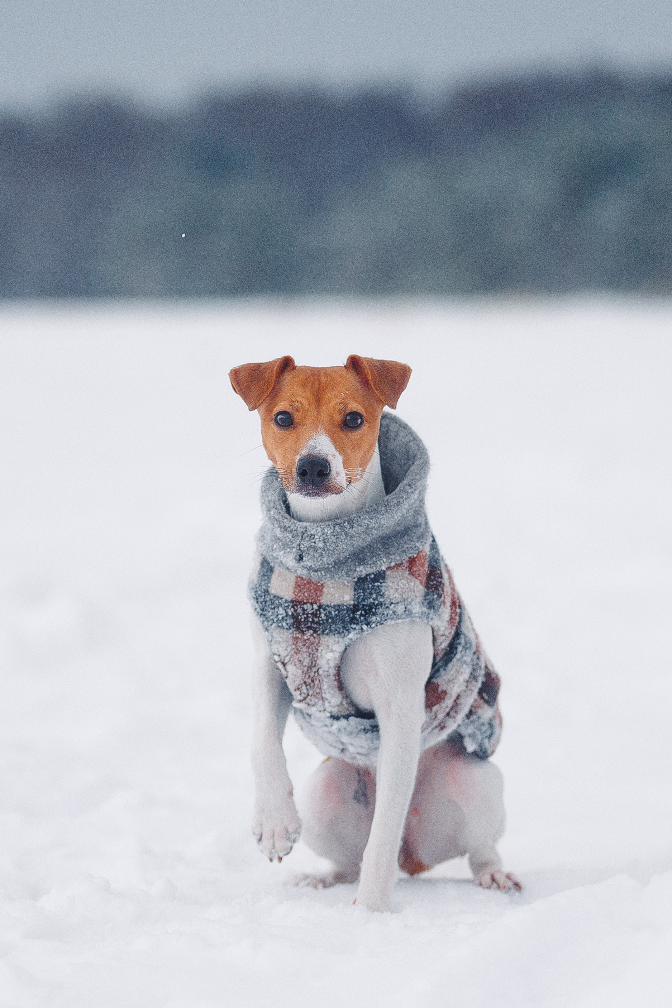 Дана, Варя, Анфиса и Миша в Ручьях. Фотограф-анималист Наталия Чистюхина в г. Сосновый Бор и ЛО