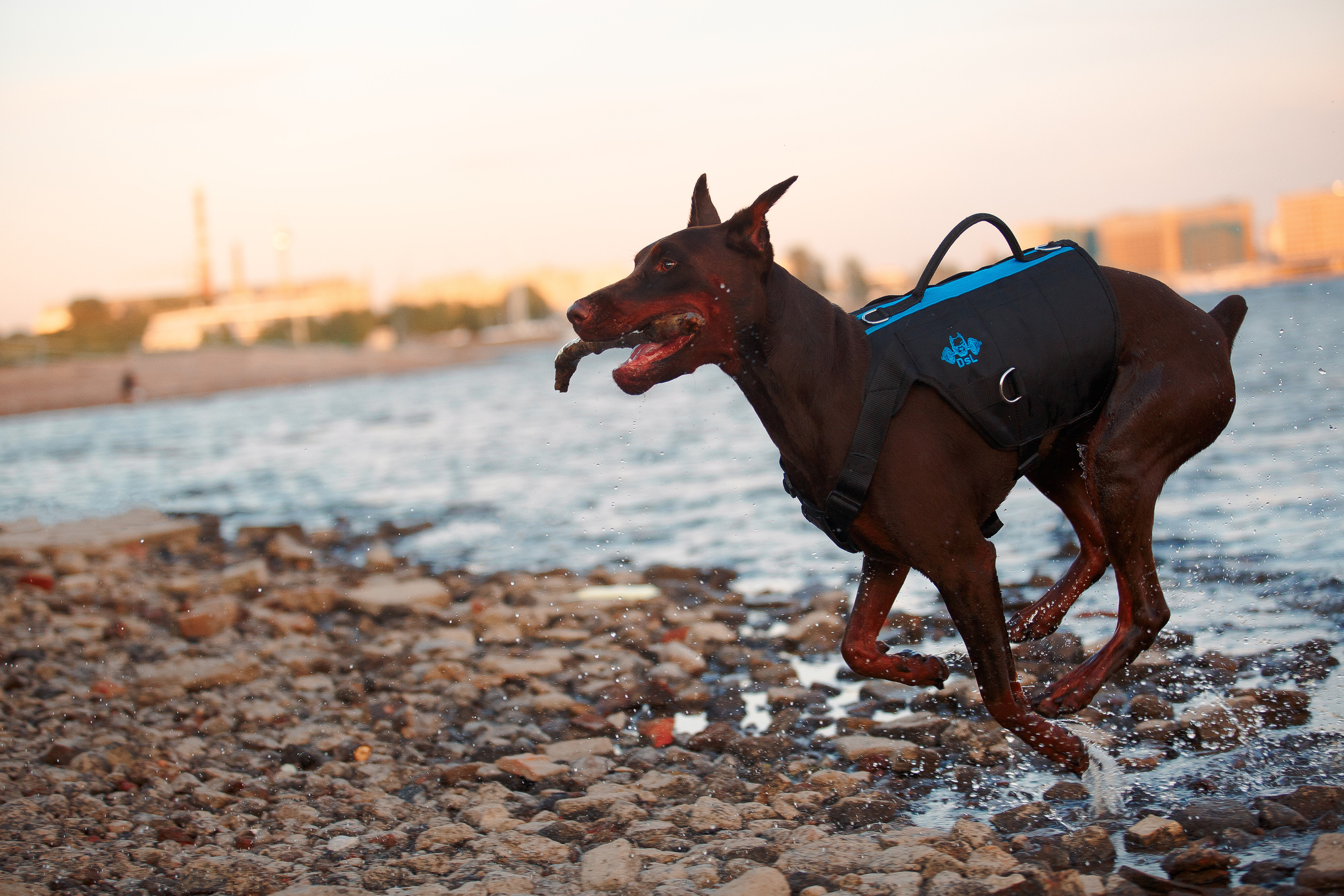 Атлас на Крестовском острове. Фотограф-анималист Наталия Чистюхина в г. Сосновый Бор и ЛО