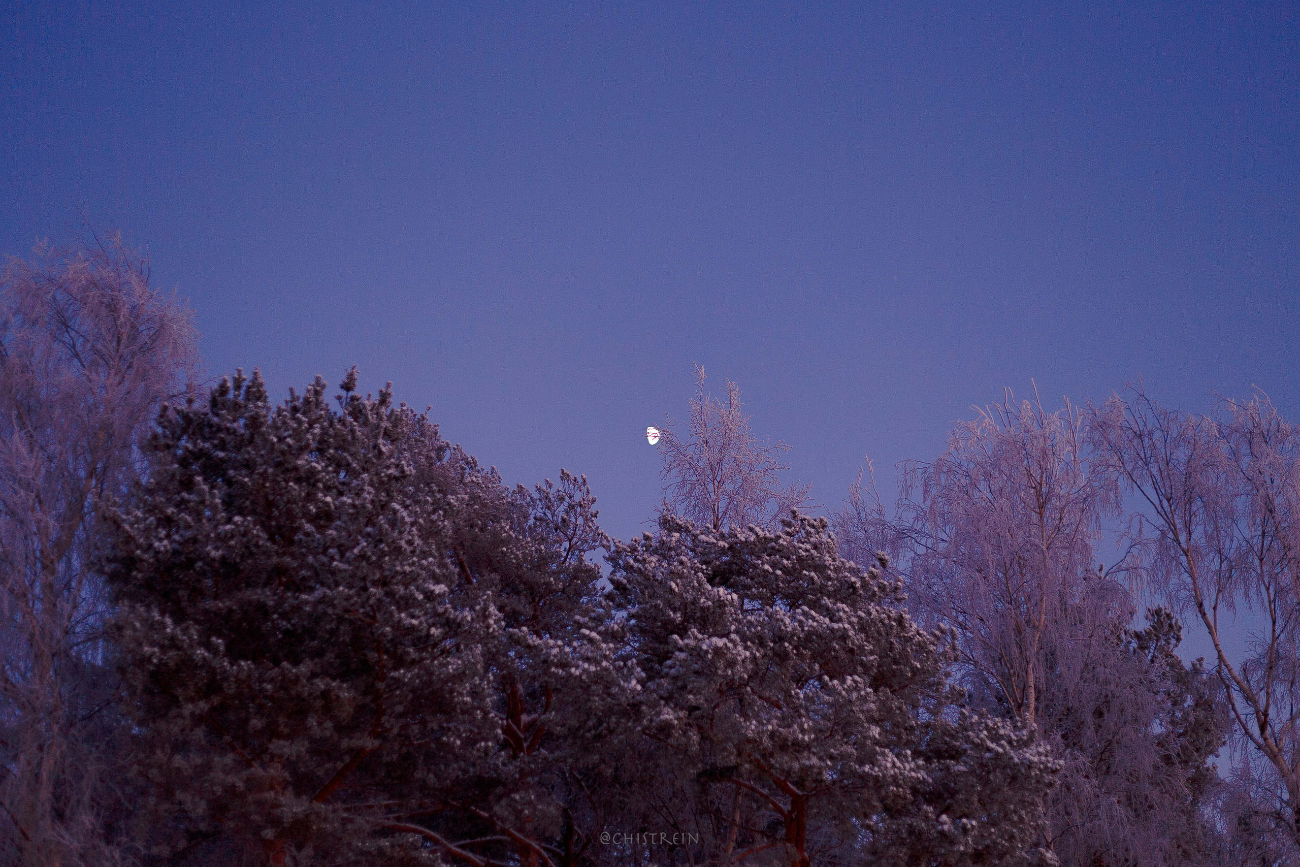 Модя. Закат на Финском заливе. Фотограф-анималист Наталия Чистюхина в г. Сосновый Бор и ЛО