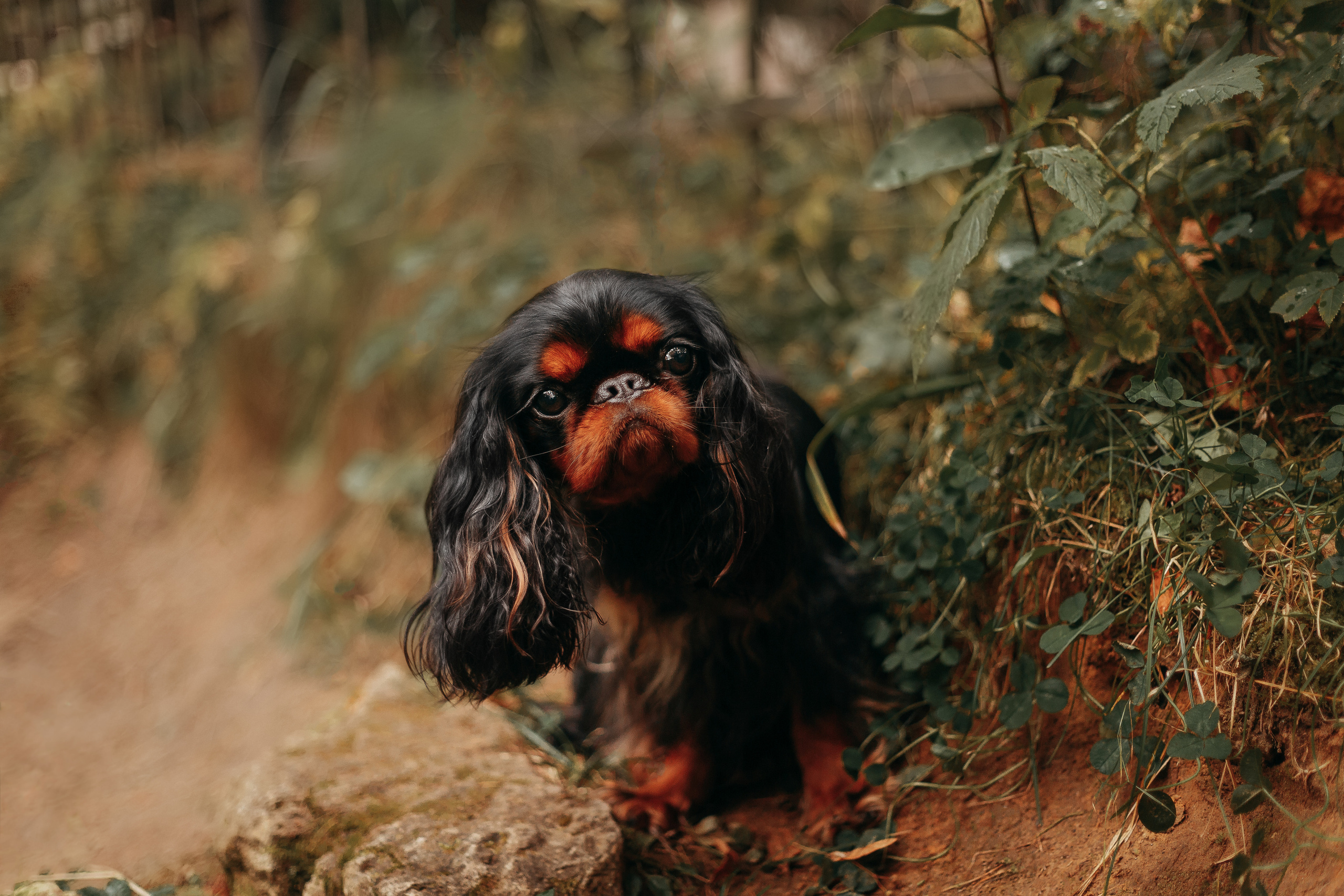 Шуваловский парк. Фотограф-анималист Наталия Чистюхина в г. Сосновый Бор и ЛО