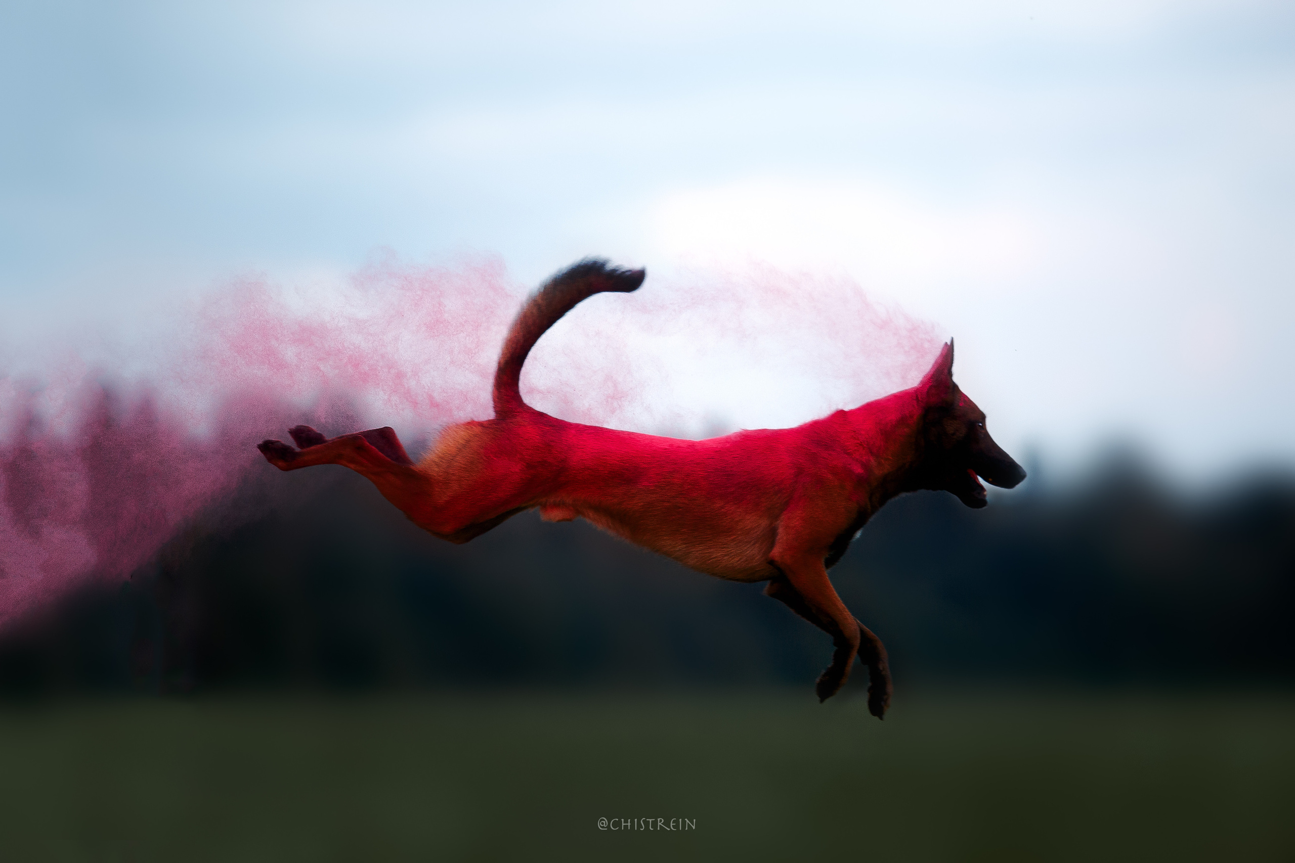 Краски холи. Малинуа Раш. Фотограф-анималист Наталия Чистюхина в г. Сосновый Бор и ЛО