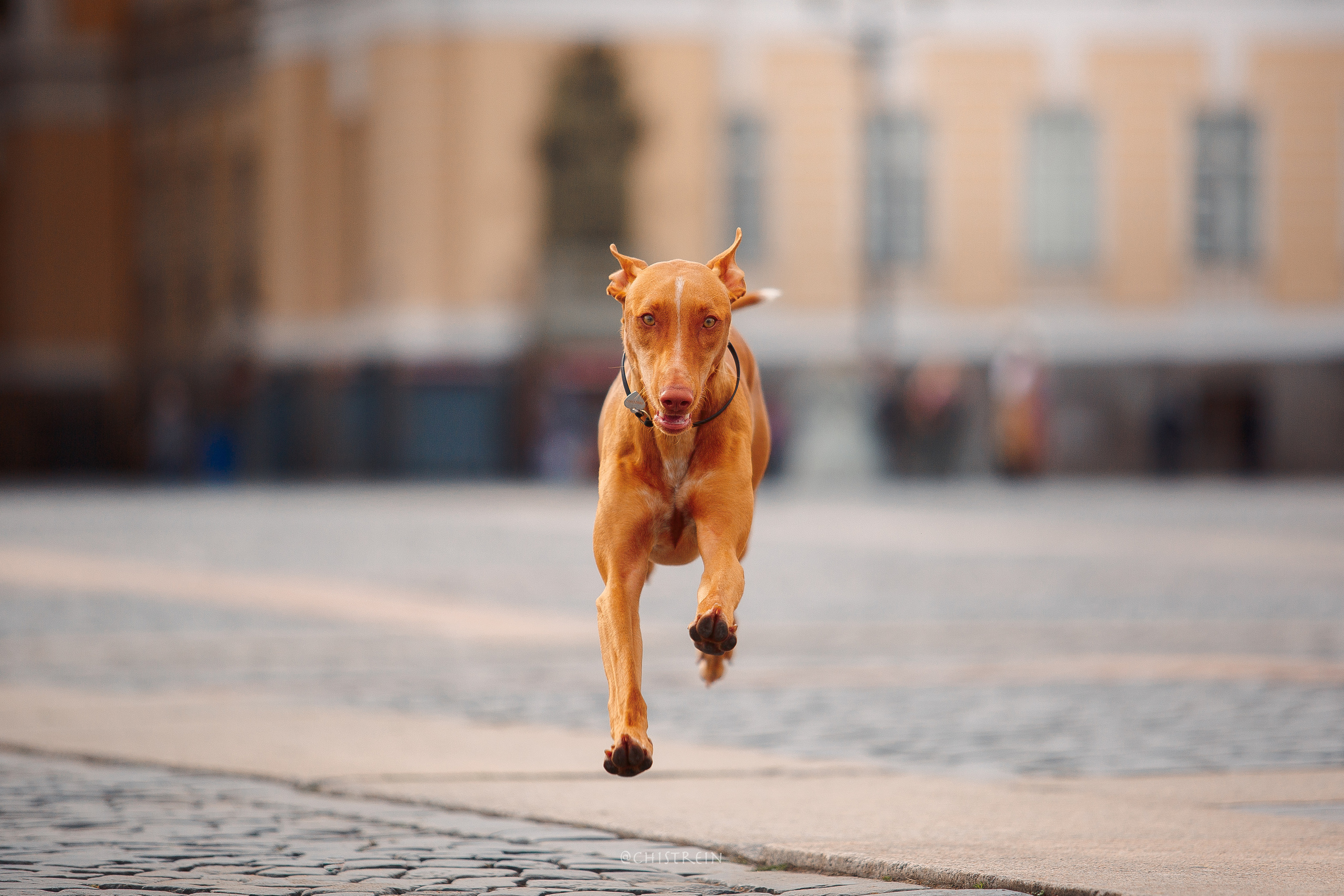 Арина и Гриффин в центре Питера. Фотограф-анималист Наталия Чистюхина в г. Сосновый Бор и ЛО