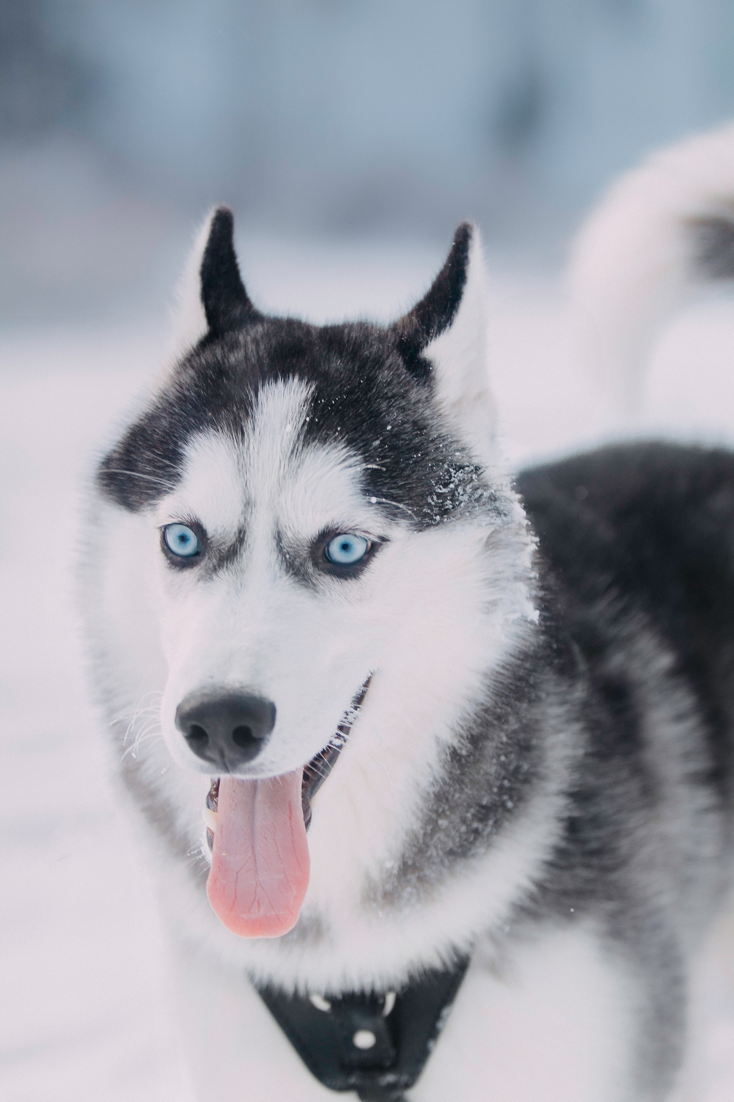 Щенок хаски Плуто. Фотограф-анималист Наталия Чистюхина в г. Сосновый Бор и ЛО