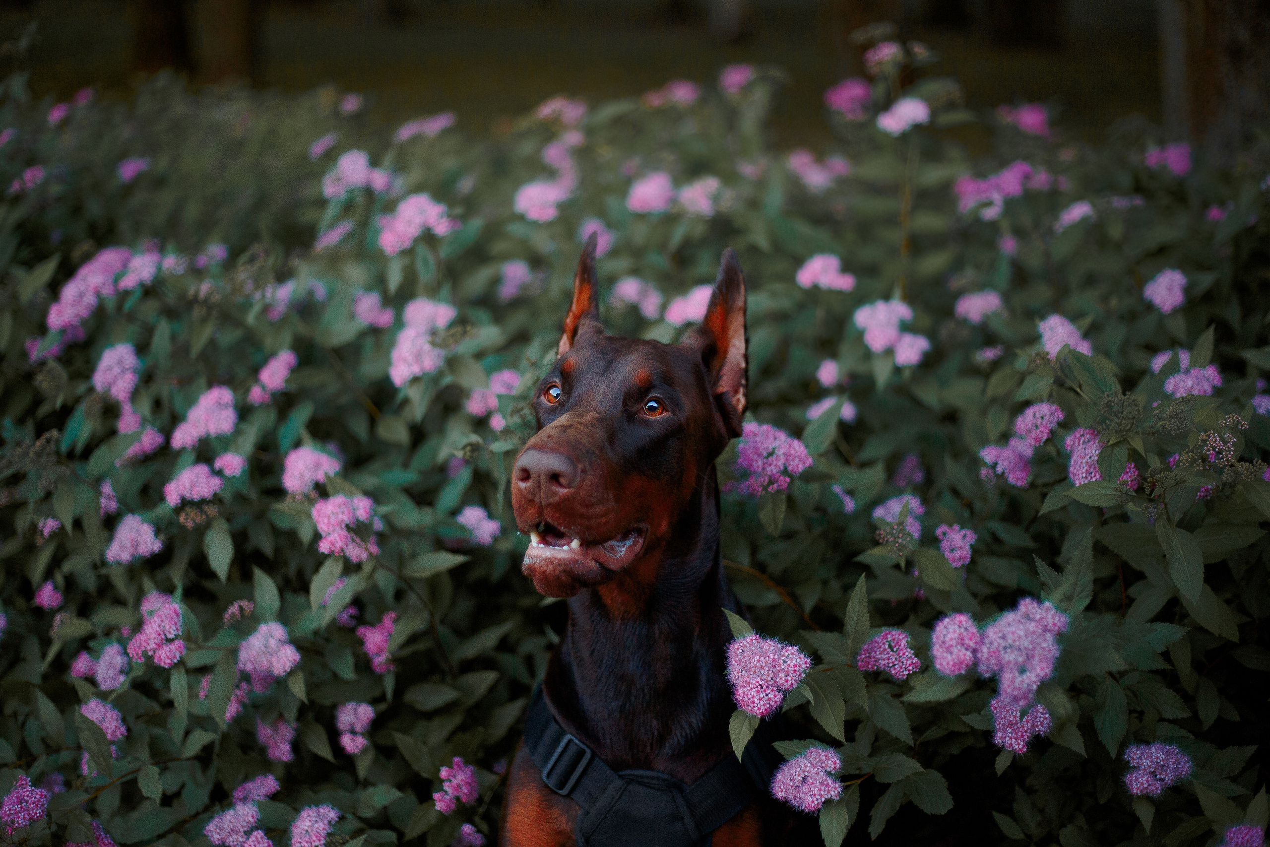 Атлас на Крестовском острове. Фотограф-анималист Наталия Чистюхина в г. Сосновый Бор и ЛО