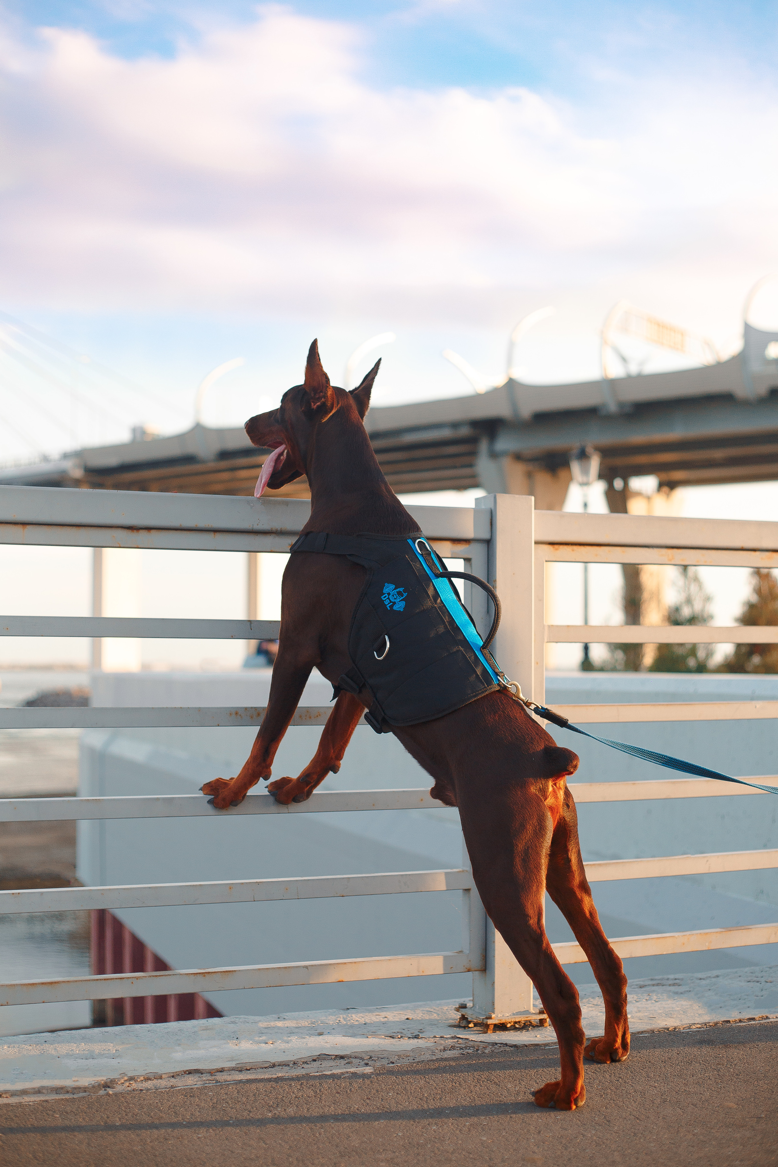 Атлас на Крестовском острове. Фотограф-анималист Наталия Чистюхина в г. Сосновый Бор и ЛО