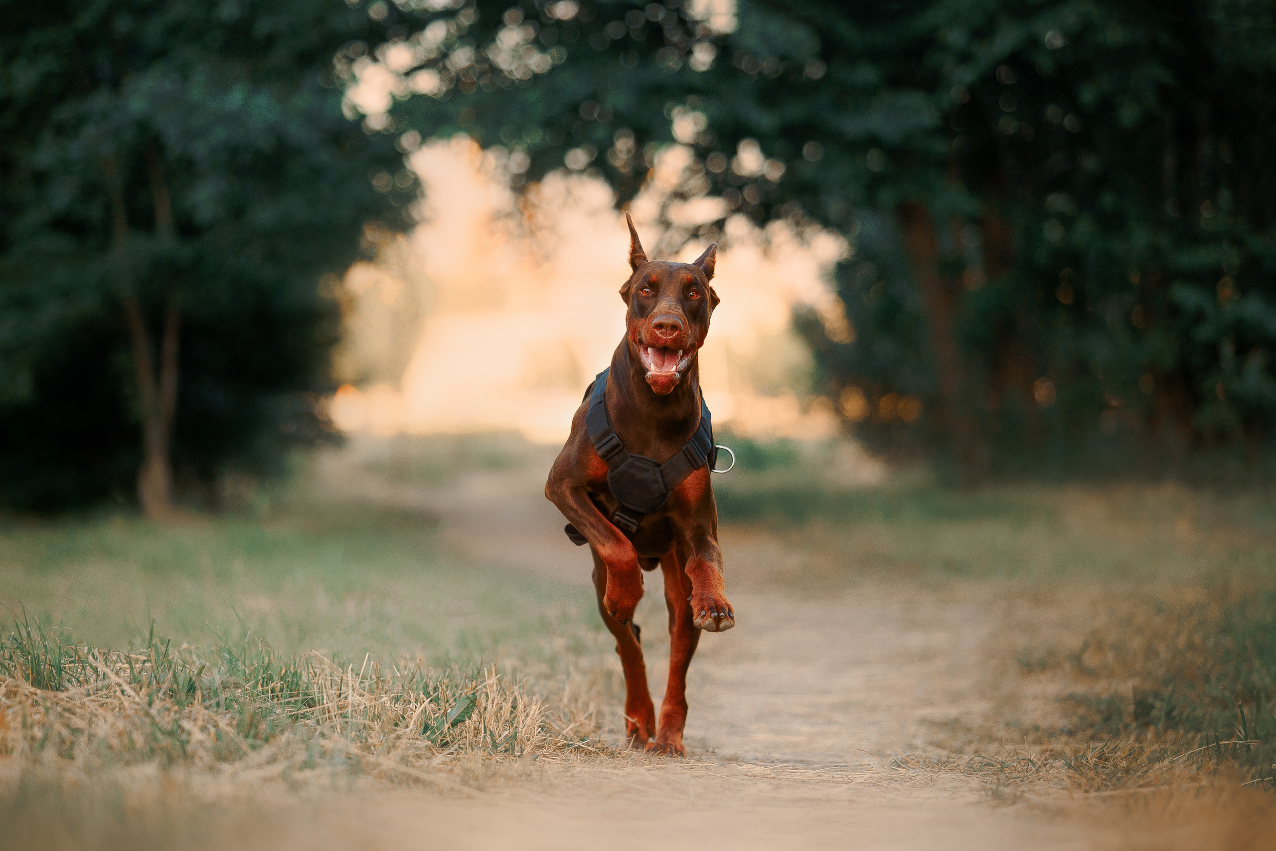 Атлас на Крестовском острове. Фотограф-анималист Наталия Чистюхина в г. Сосновый Бор и ЛО