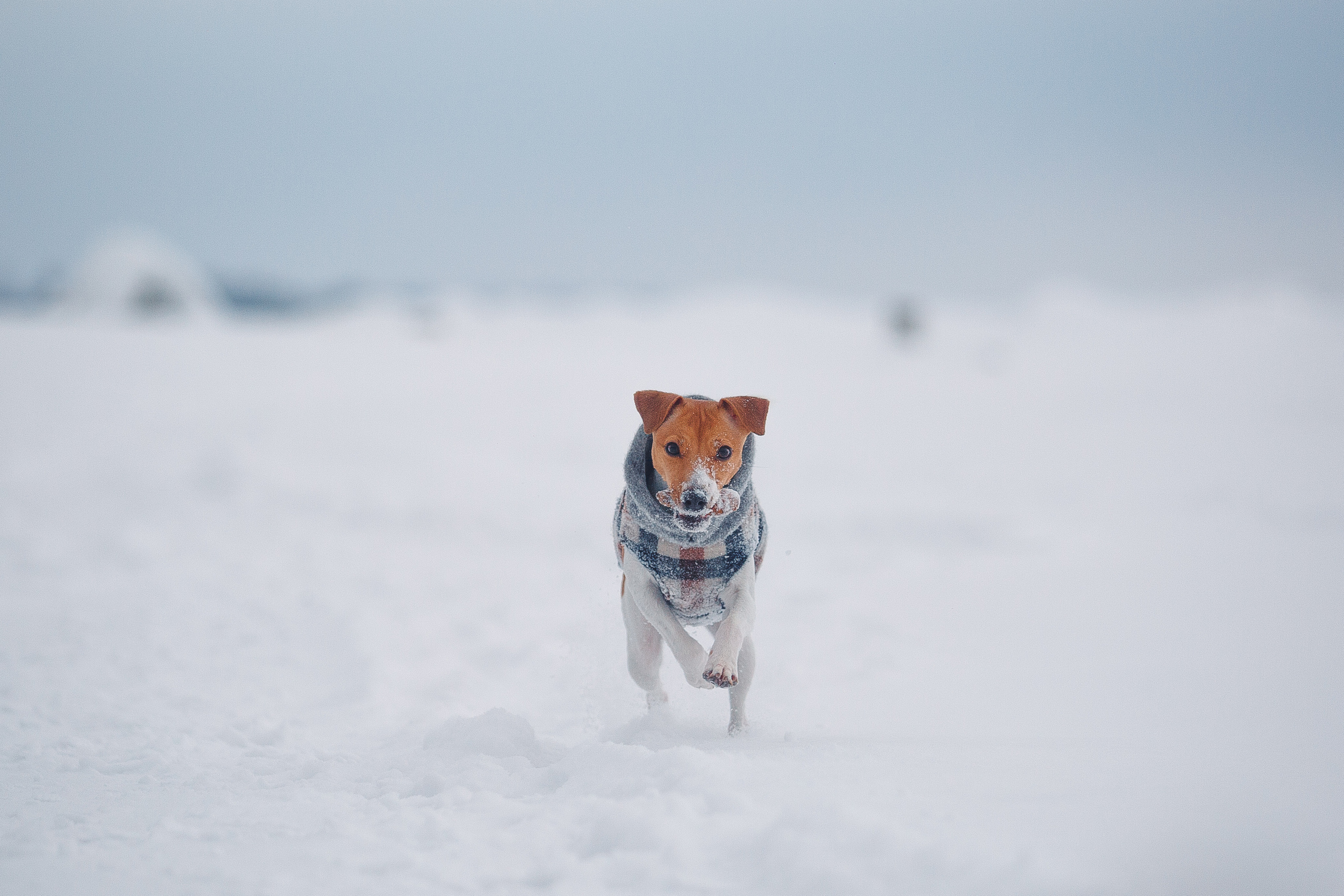 Дана, Варя, Анфиса и Миша в Ручьях. Фотограф-анималист Наталия Чистюхина в г. Сосновый Бор и ЛО