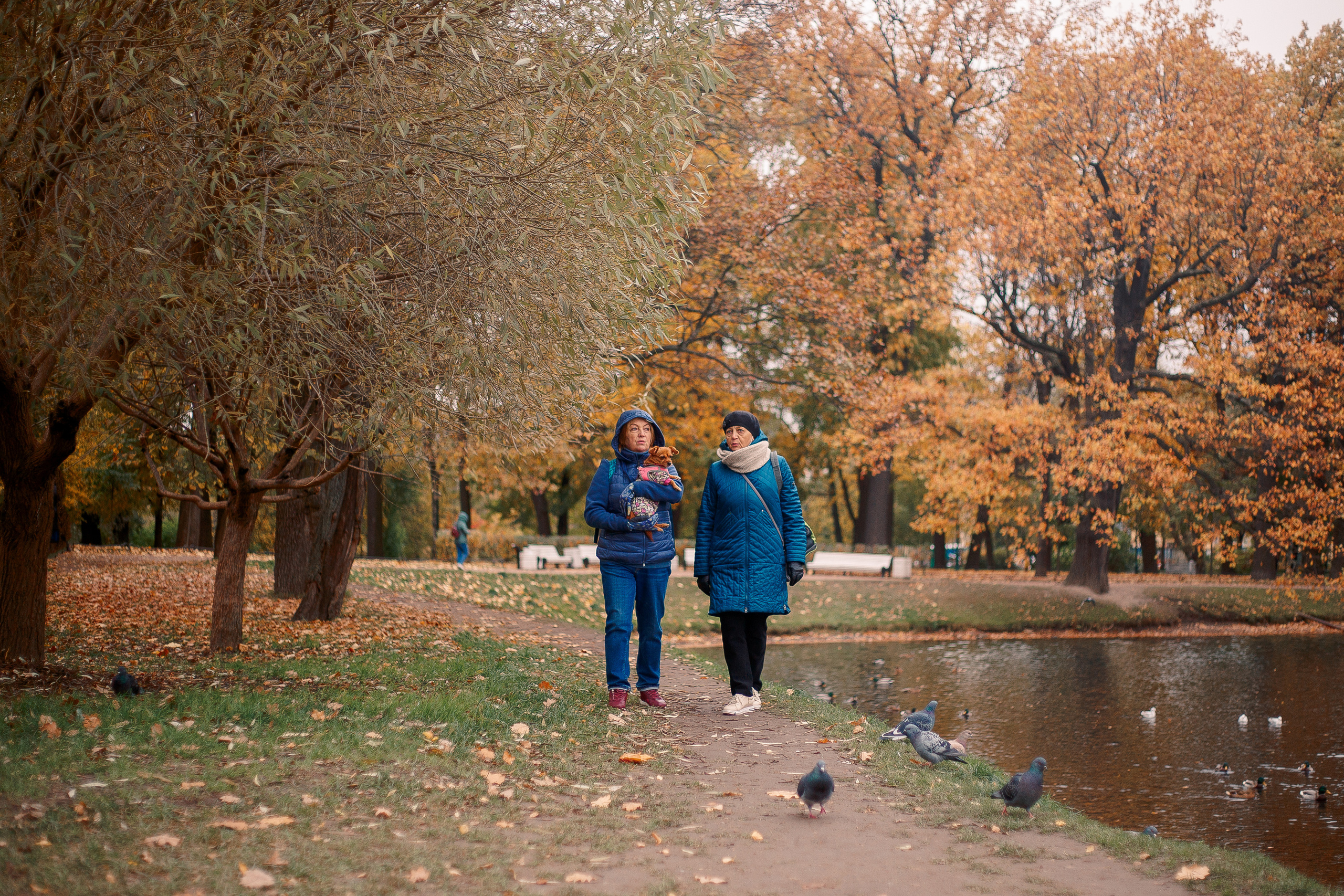 Таврический сад осенью. Фотограф-анималист Наталия Чистюхина в г. Сосновый Бор и ЛО