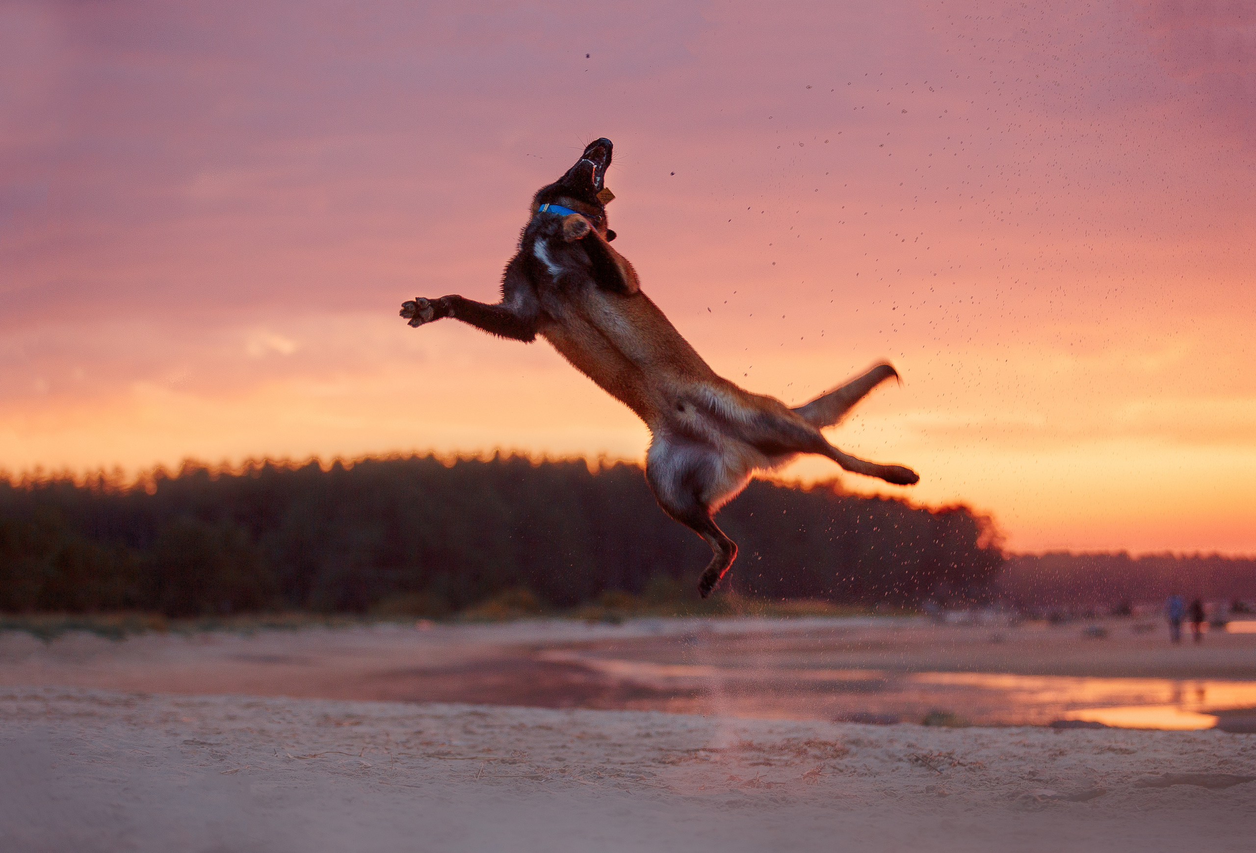 Закат на Финском заливе. Фотограф-анималист Наталия Чистюхина в г. Сосновый Бор и ЛО