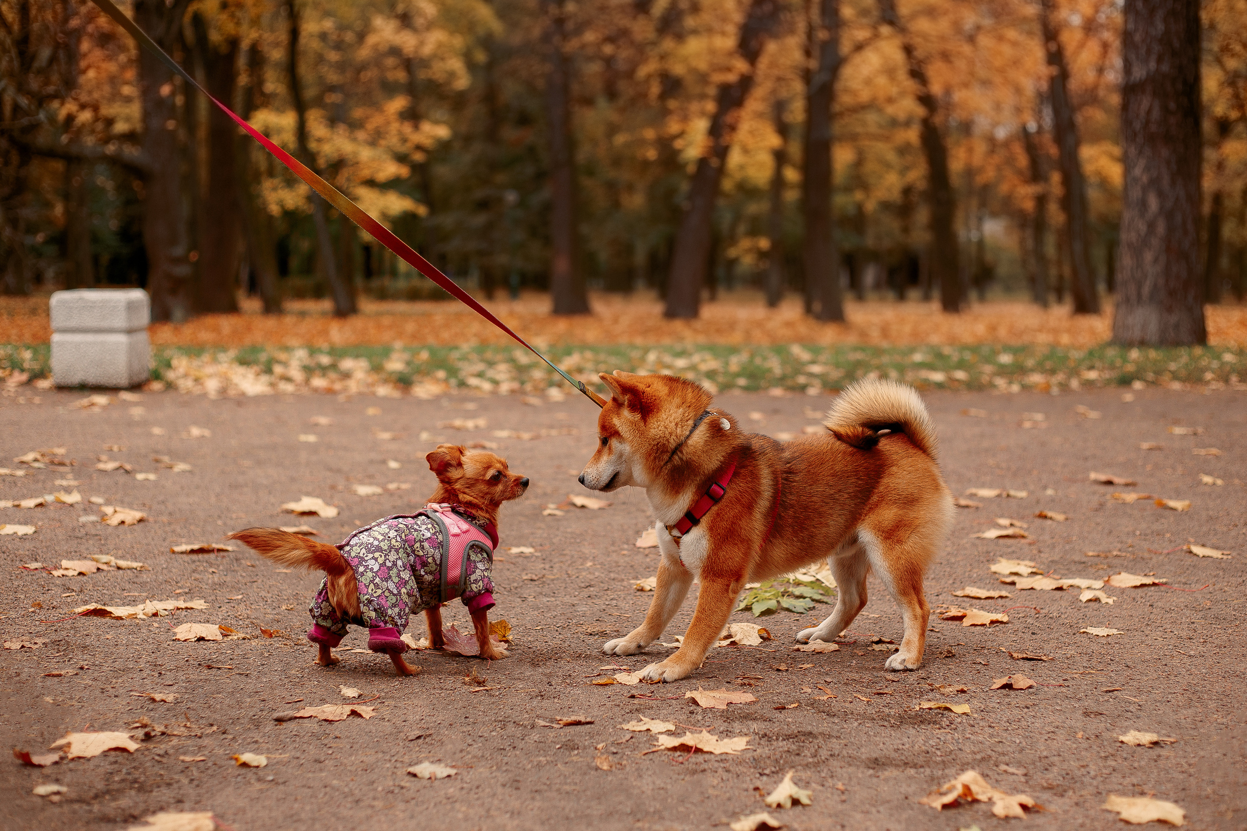 Таврический сад осенью. Фотограф-анималист Наталия Чистюхина в г. Сосновый Бор и ЛО