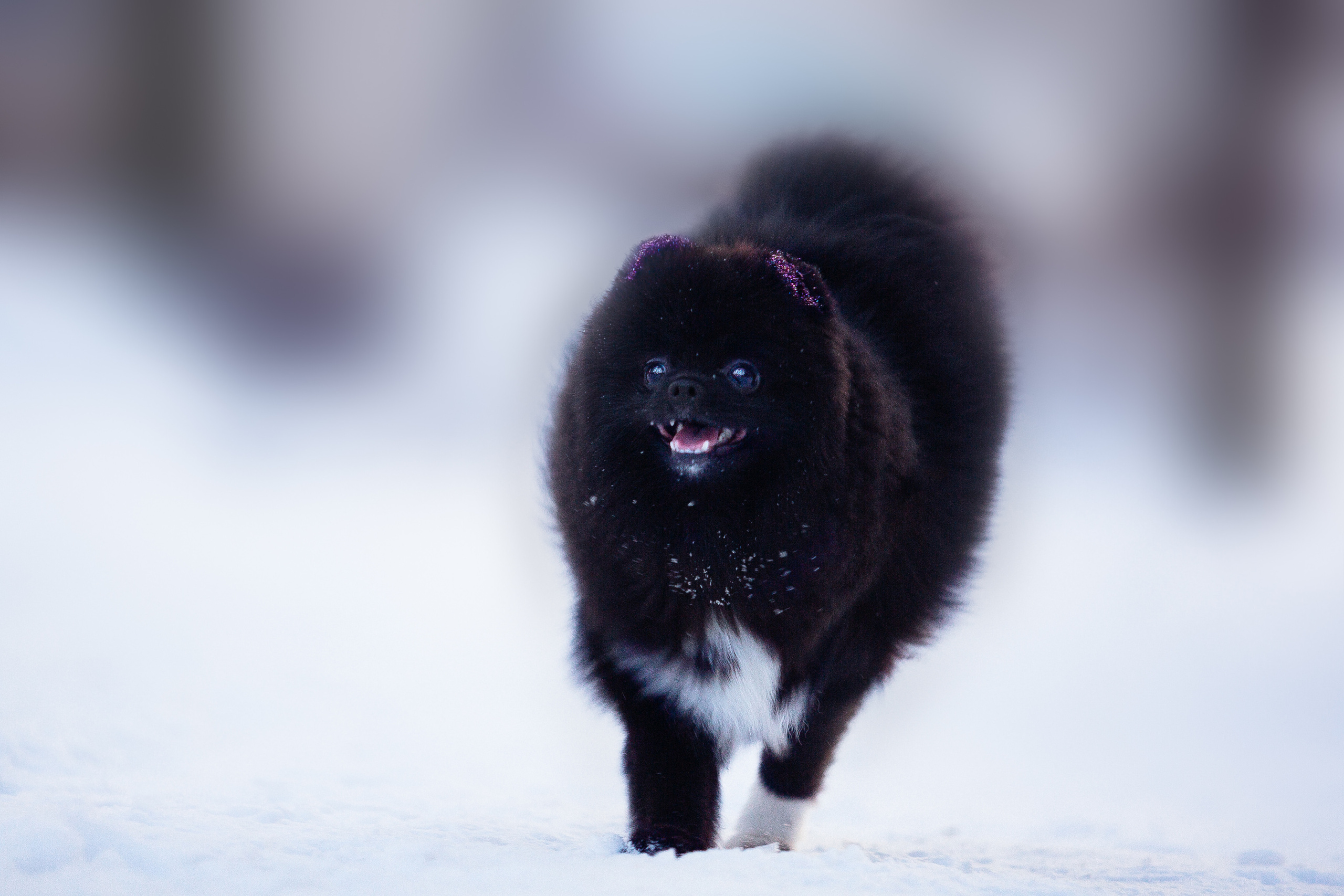 Шпиц Моника. Фотограф-анималист Наталия Чистюхина в г. Сосновый Бор и ЛО