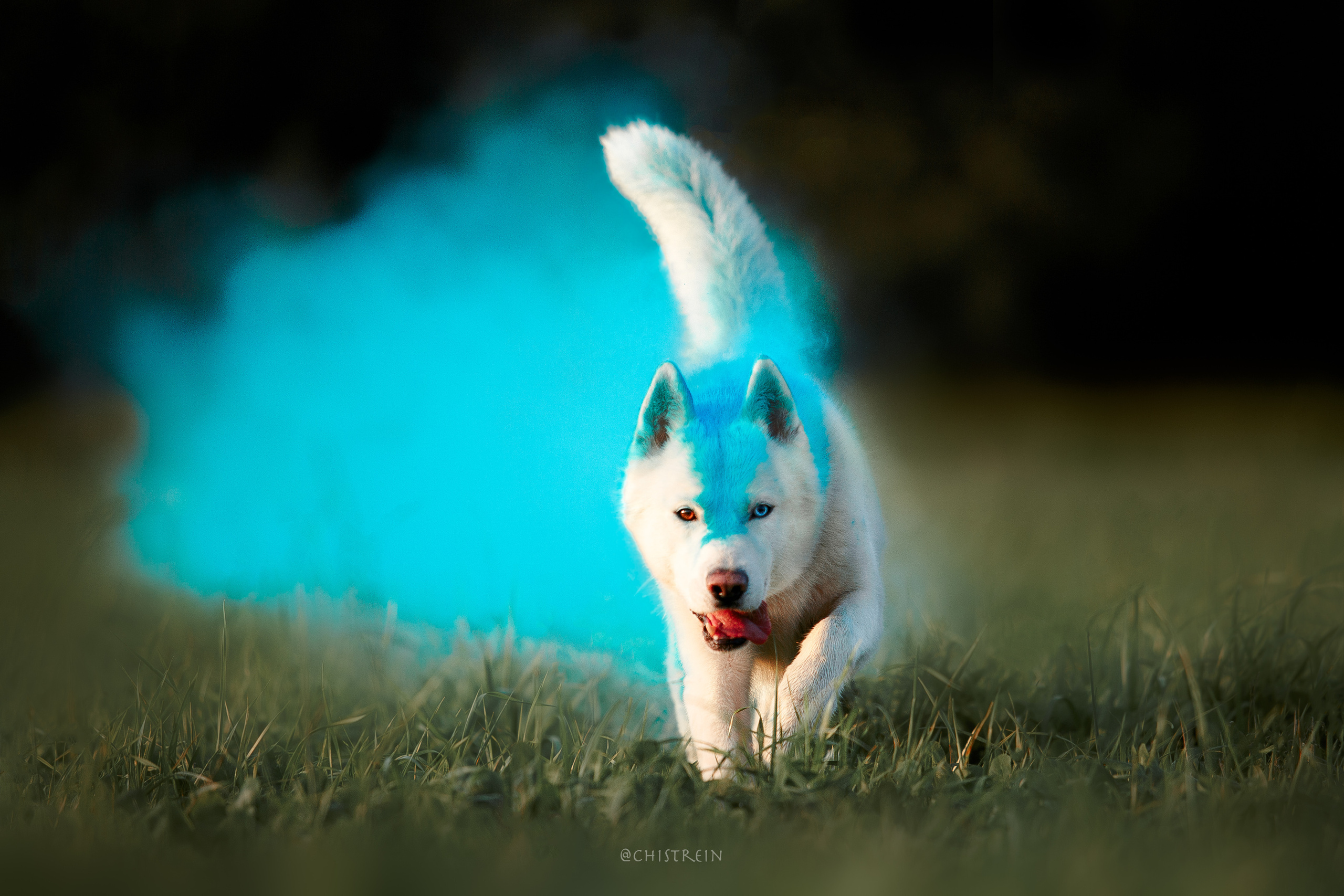 Хаски Гару и холи. Фотограф-анималист Наталия Чистюхина в г. Сосновый Бор и ЛО