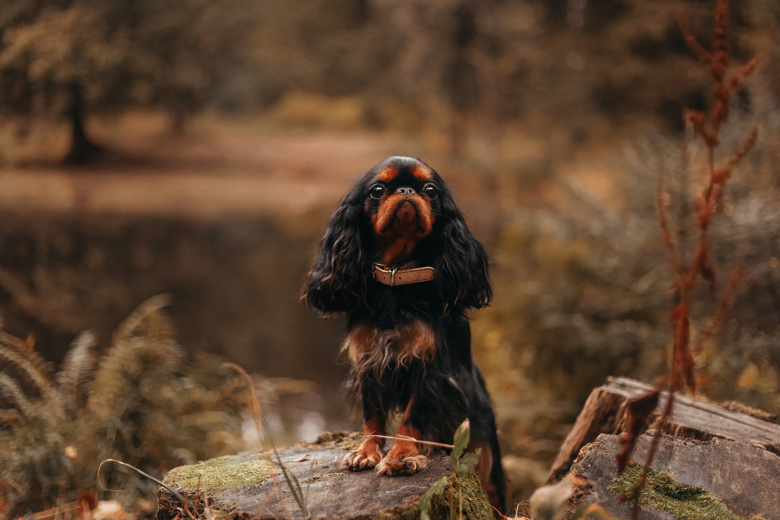 Шуваловский парк. Фотограф-анималист Наталия Чистюхина в г. Сосновый Бор и ЛО