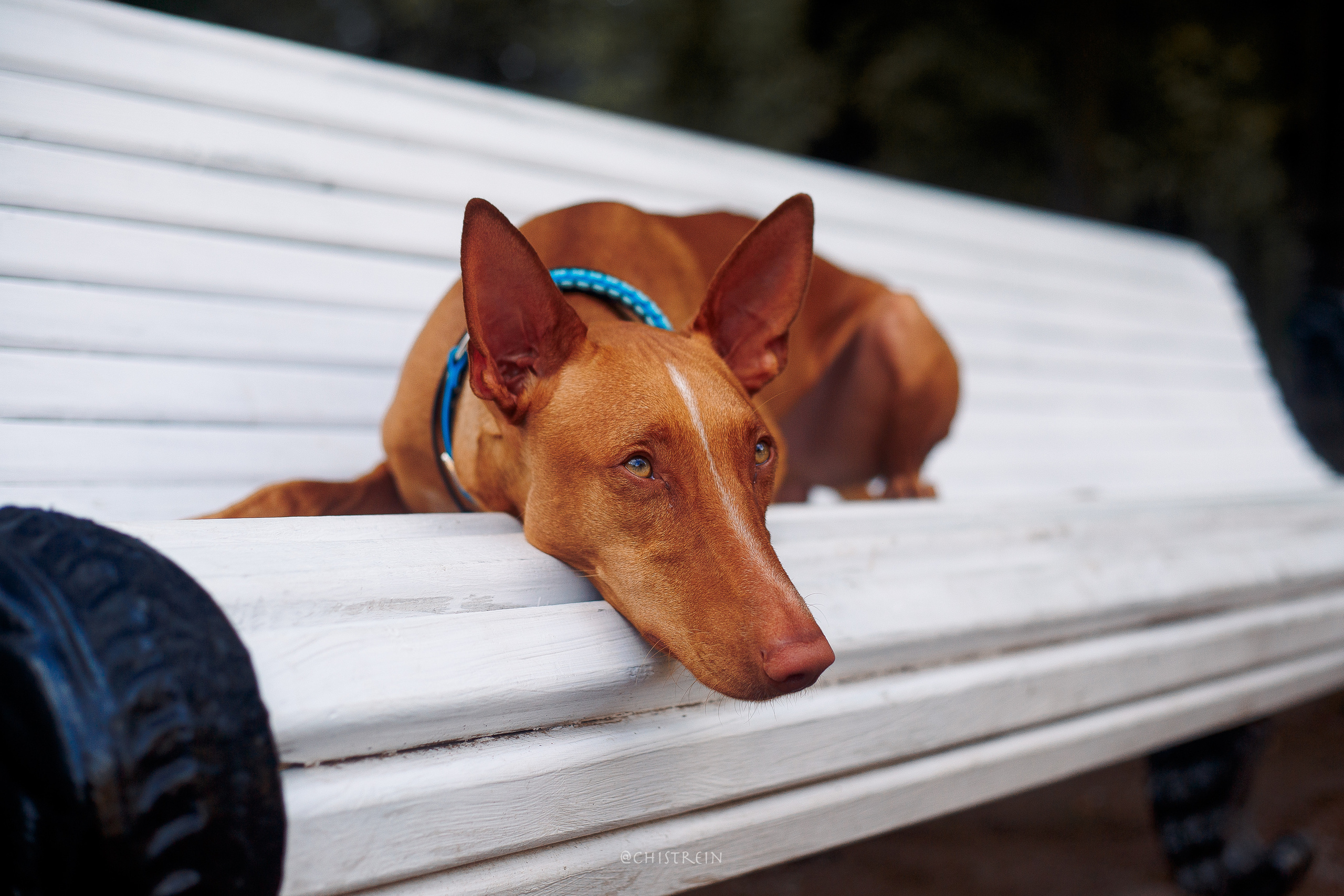Арина и Гриффин в центре Питера. Фотограф-анималист Наталия Чистюхина в г. Сосновый Бор и ЛО
