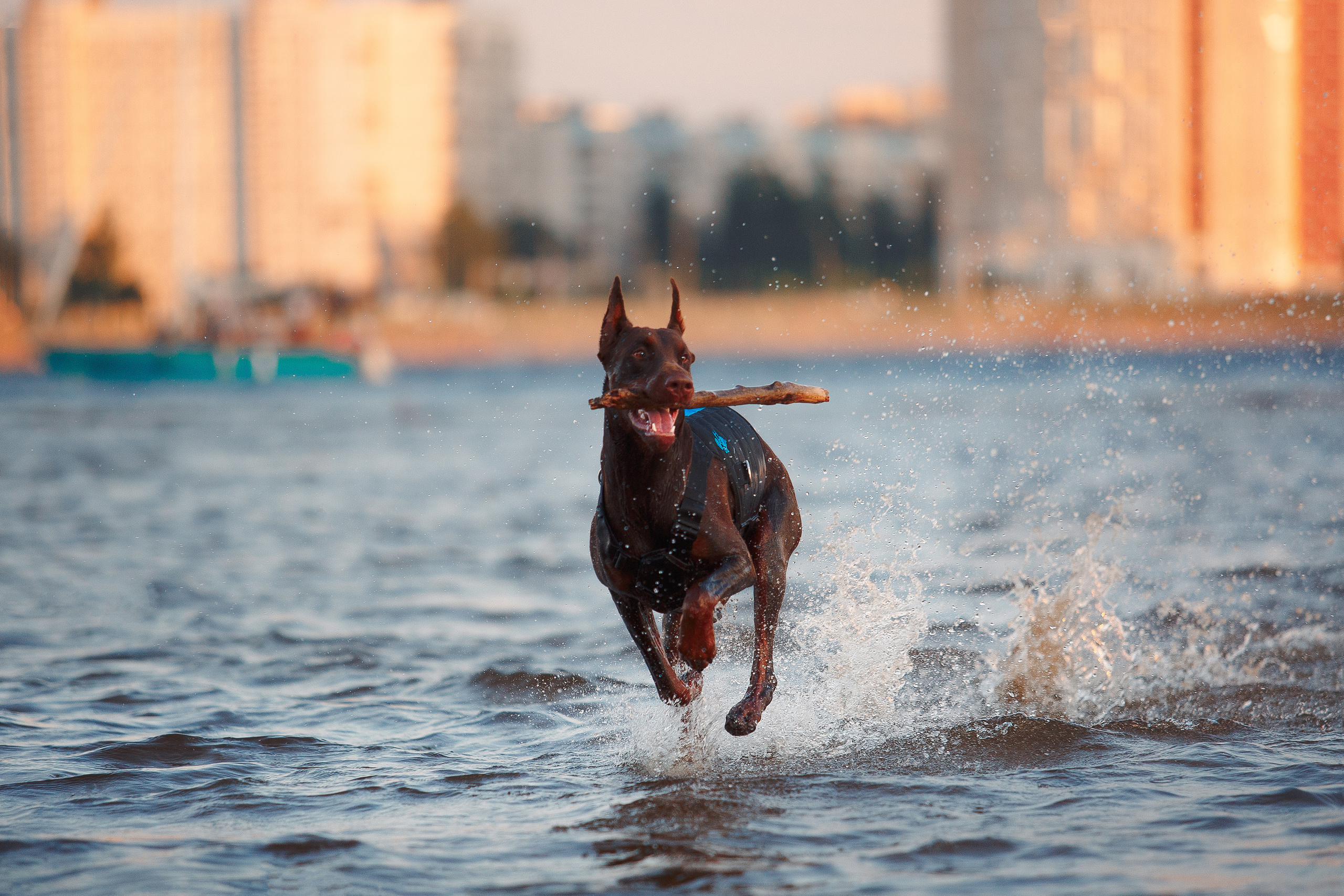 Атлас на Крестовском острове. Фотограф-анималист Наталия Чистюхина в г. Сосновый Бор и ЛО