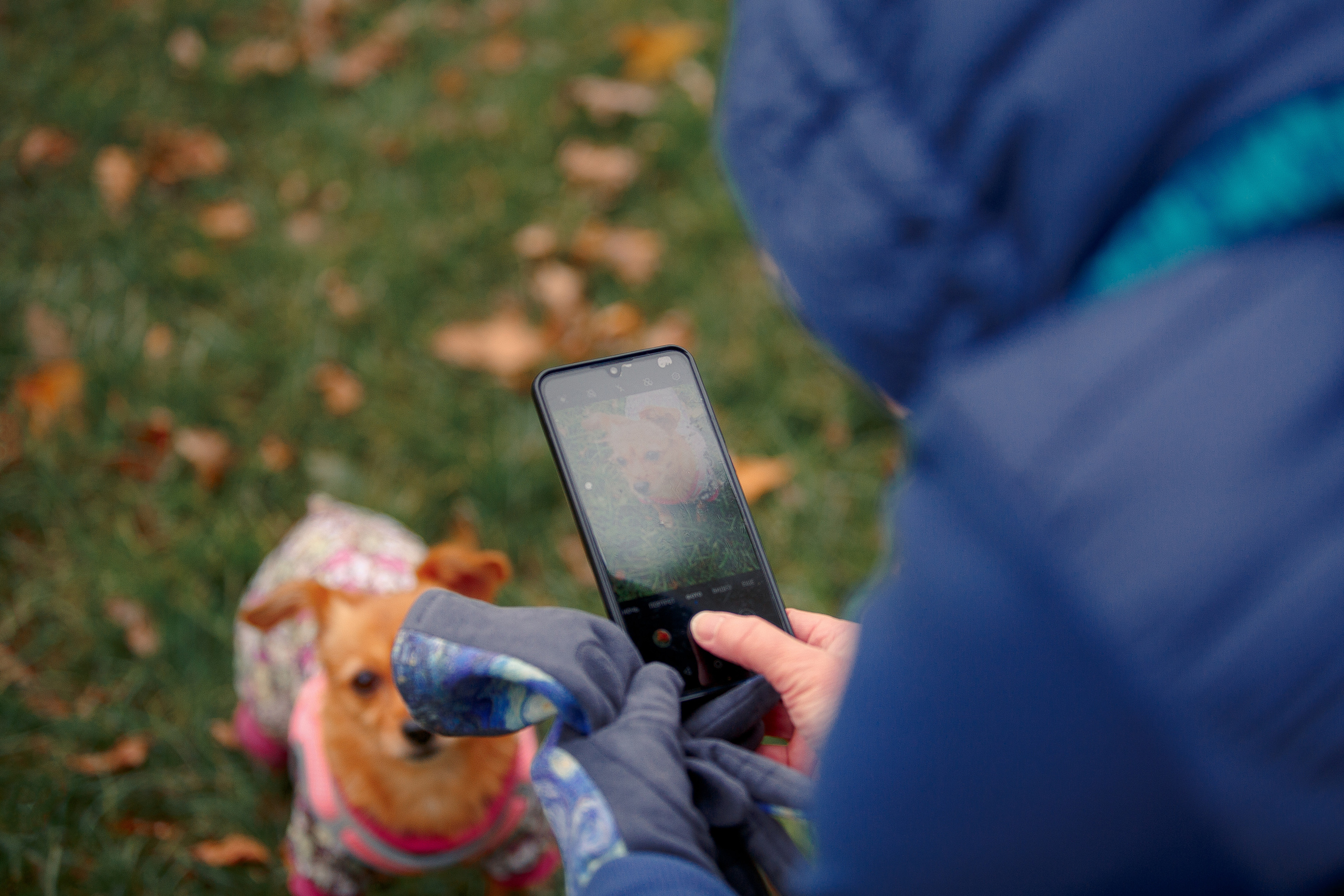 Таврический сад осенью. Фотограф-анималист Наталия Чистюхина в г. Сосновый Бор и ЛО