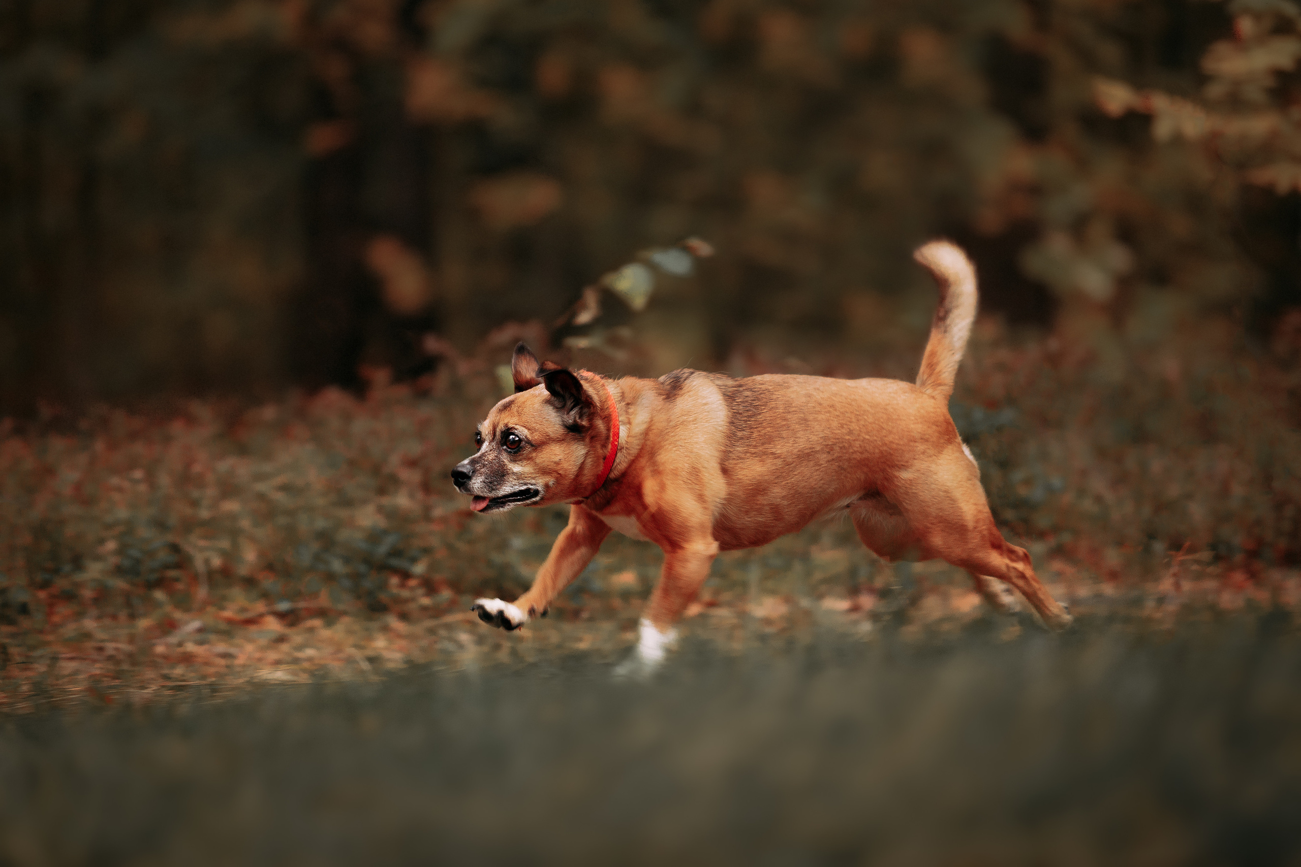 Осенний лес в Сосновом Бору. Фотограф-анималист Наталия Чистюхина в г. Сосновый Бор и ЛО