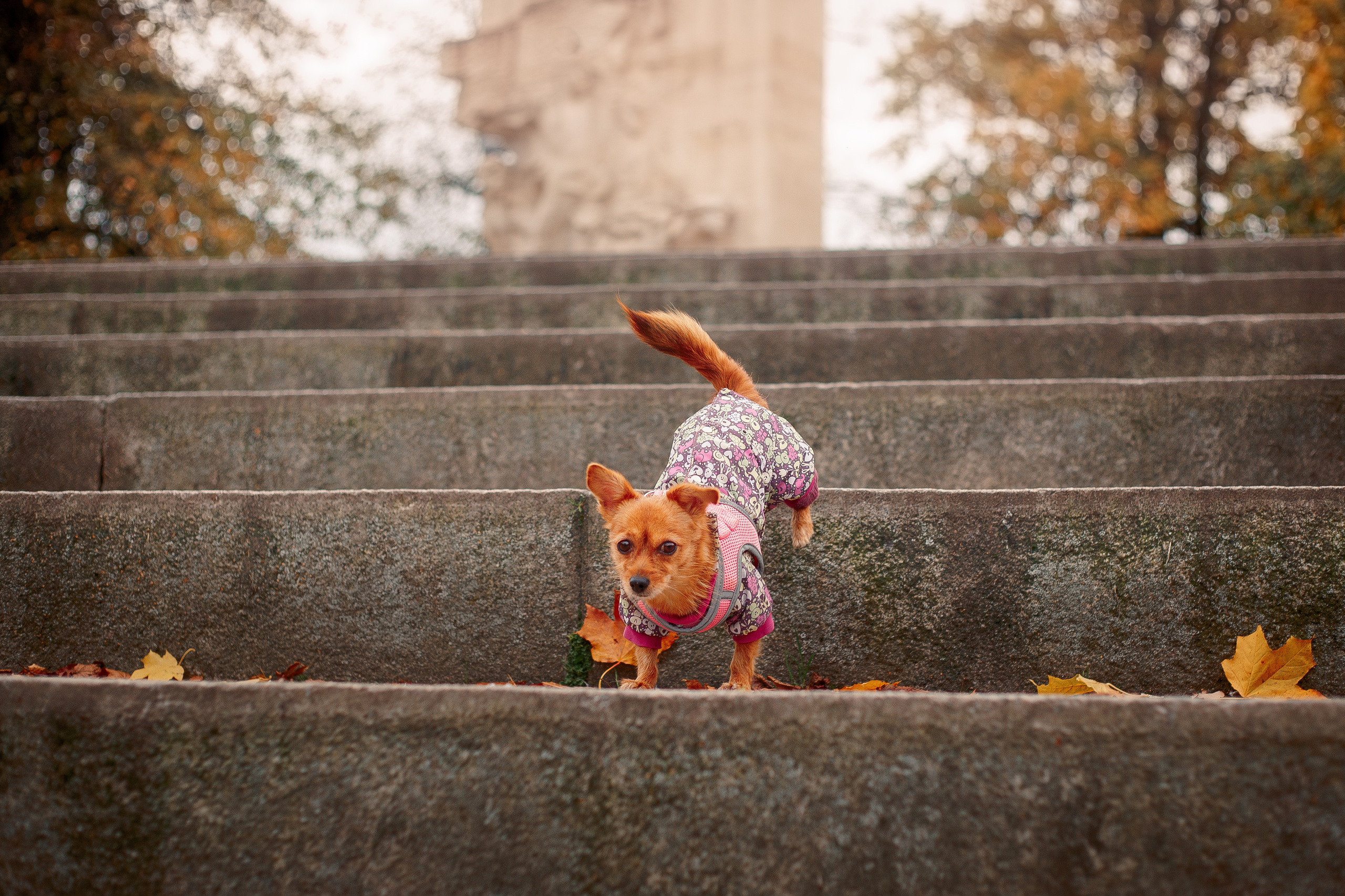 Таврический сад осенью. Фотограф-анималист Наталия Чистюхина в г. Сосновый Бор и ЛО
