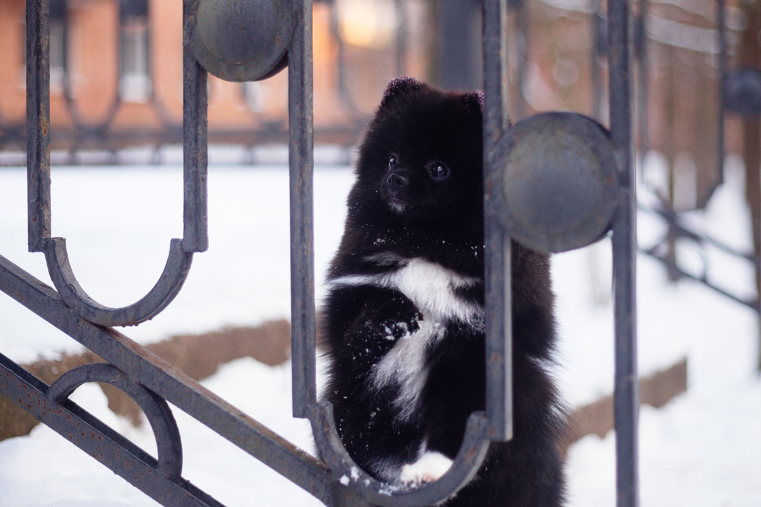 Шпиц Моника. Фотограф-анималист Наталия Чистюхина в г. Сосновый Бор и ЛО