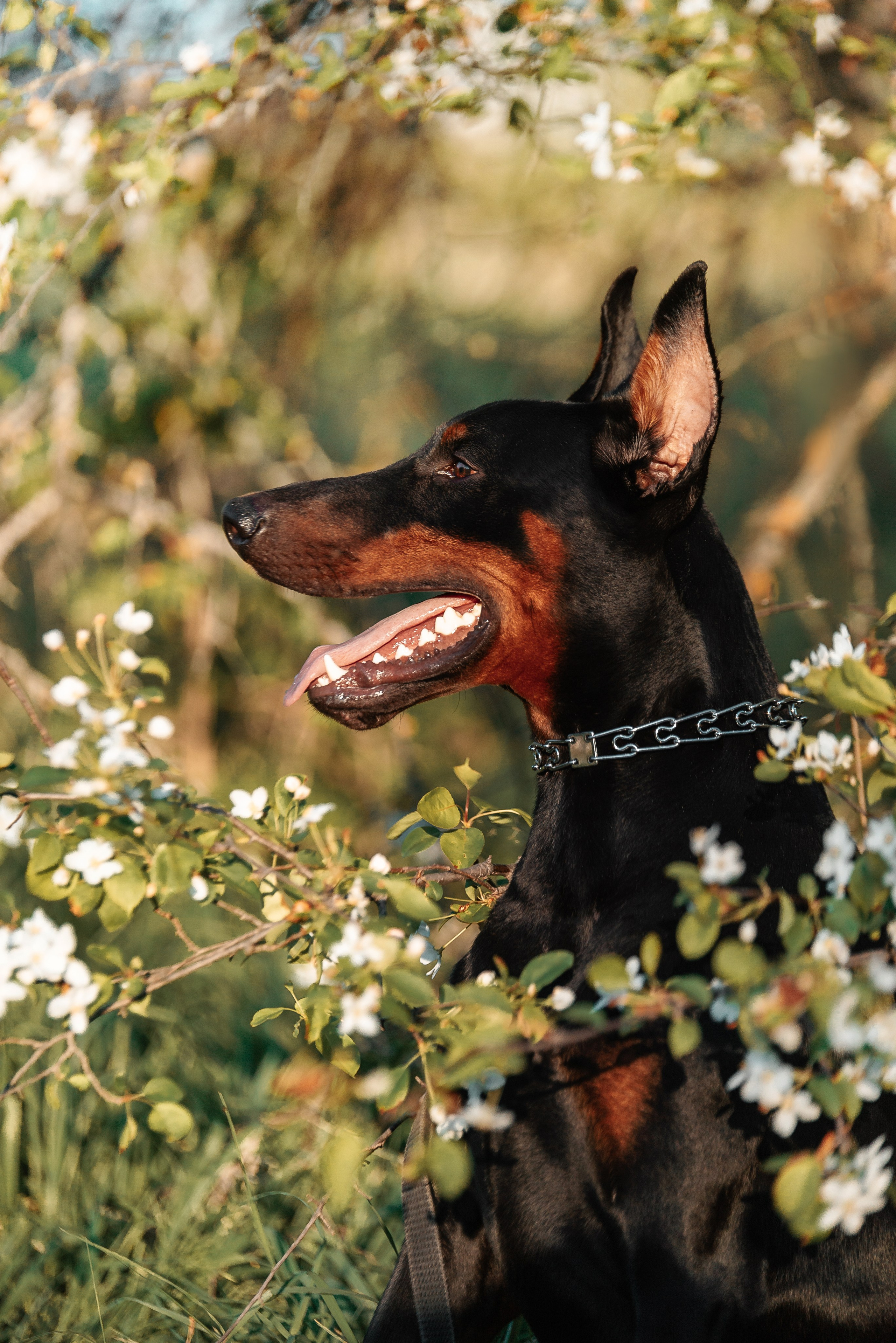 Юля, Андрей и Арес. Фотограф-анималист Анастасия Парфенова|Екатеринбург