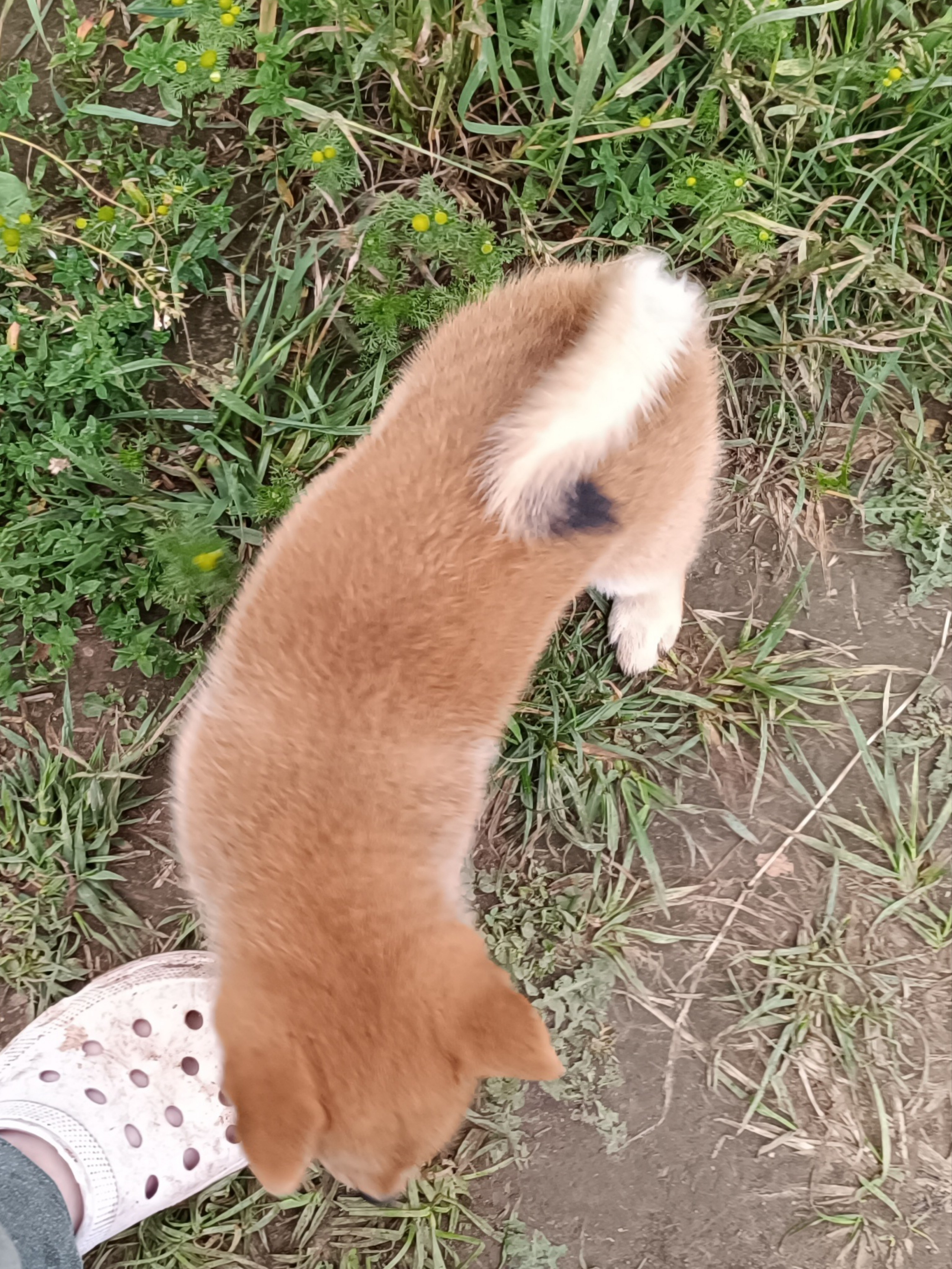 сиба питомник Рубилайт щенки на продажу rubylight  сиба щенки купить СПб Санкт-Петербург