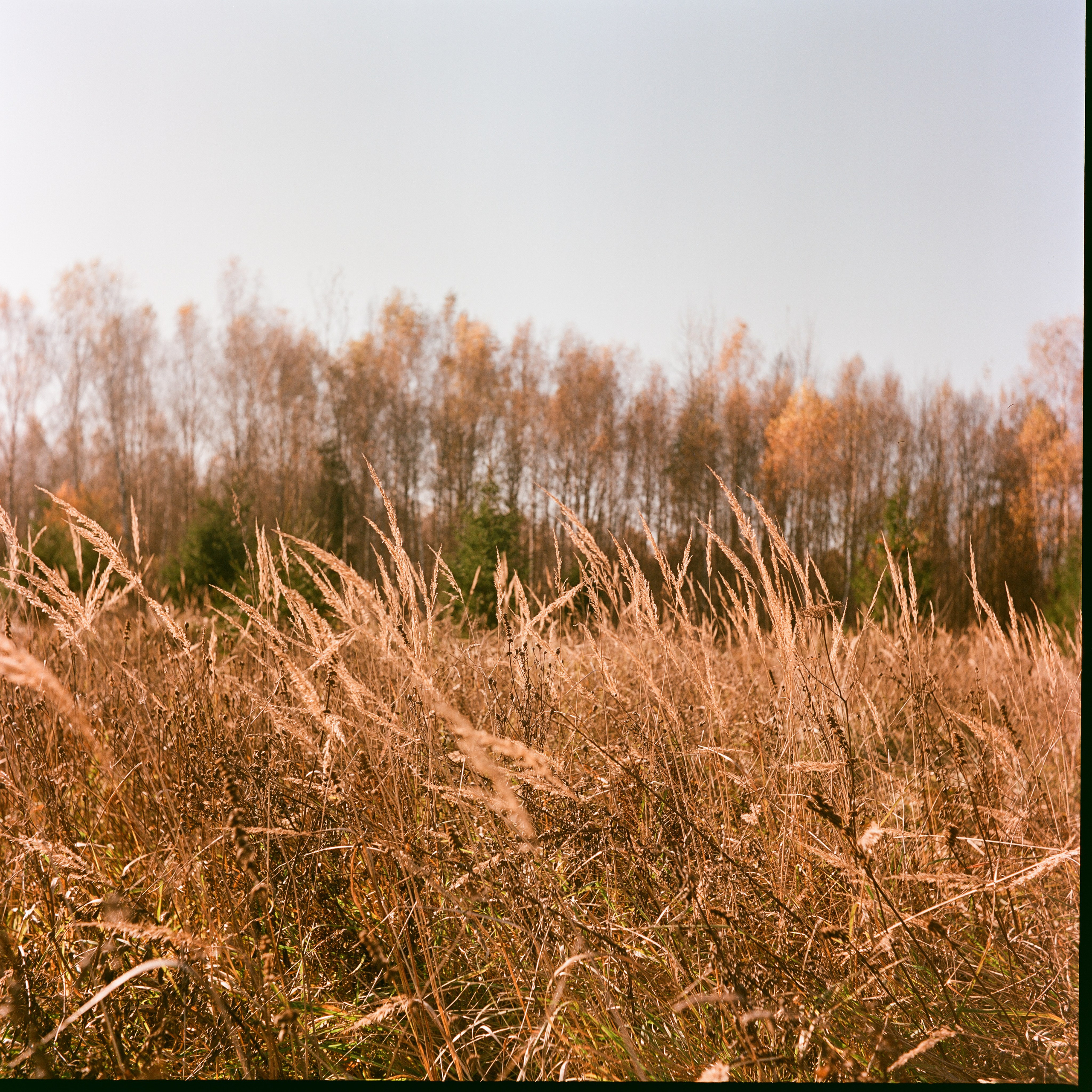 Yashica 635 / Kodak Aerocolor IV / октябрь 2024 года Лукино