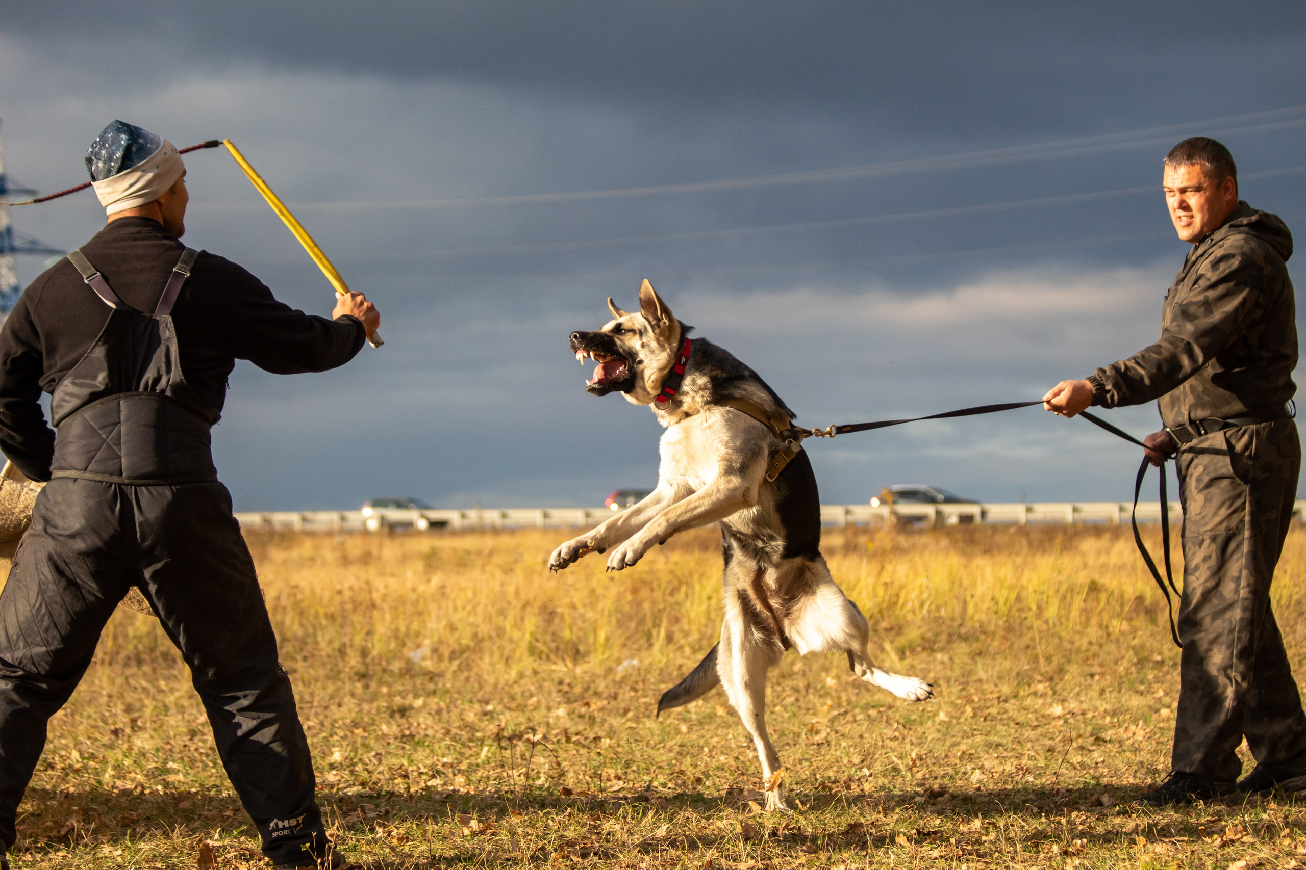 Тренинг защитного раздела. Фотограф анималист — Тула, Москва