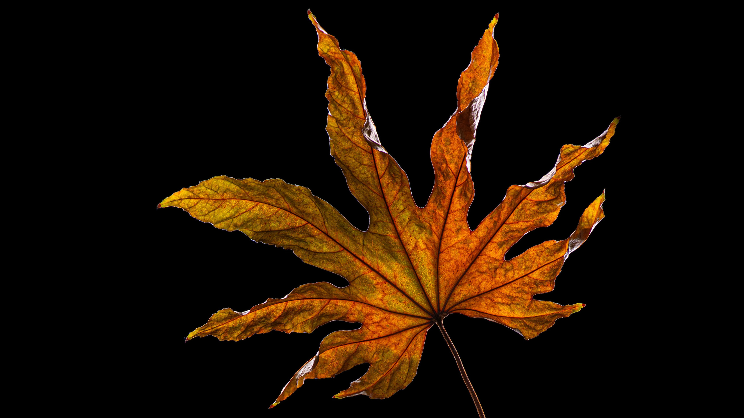 Арт-объекты фотограф  Залитко Вячеслав