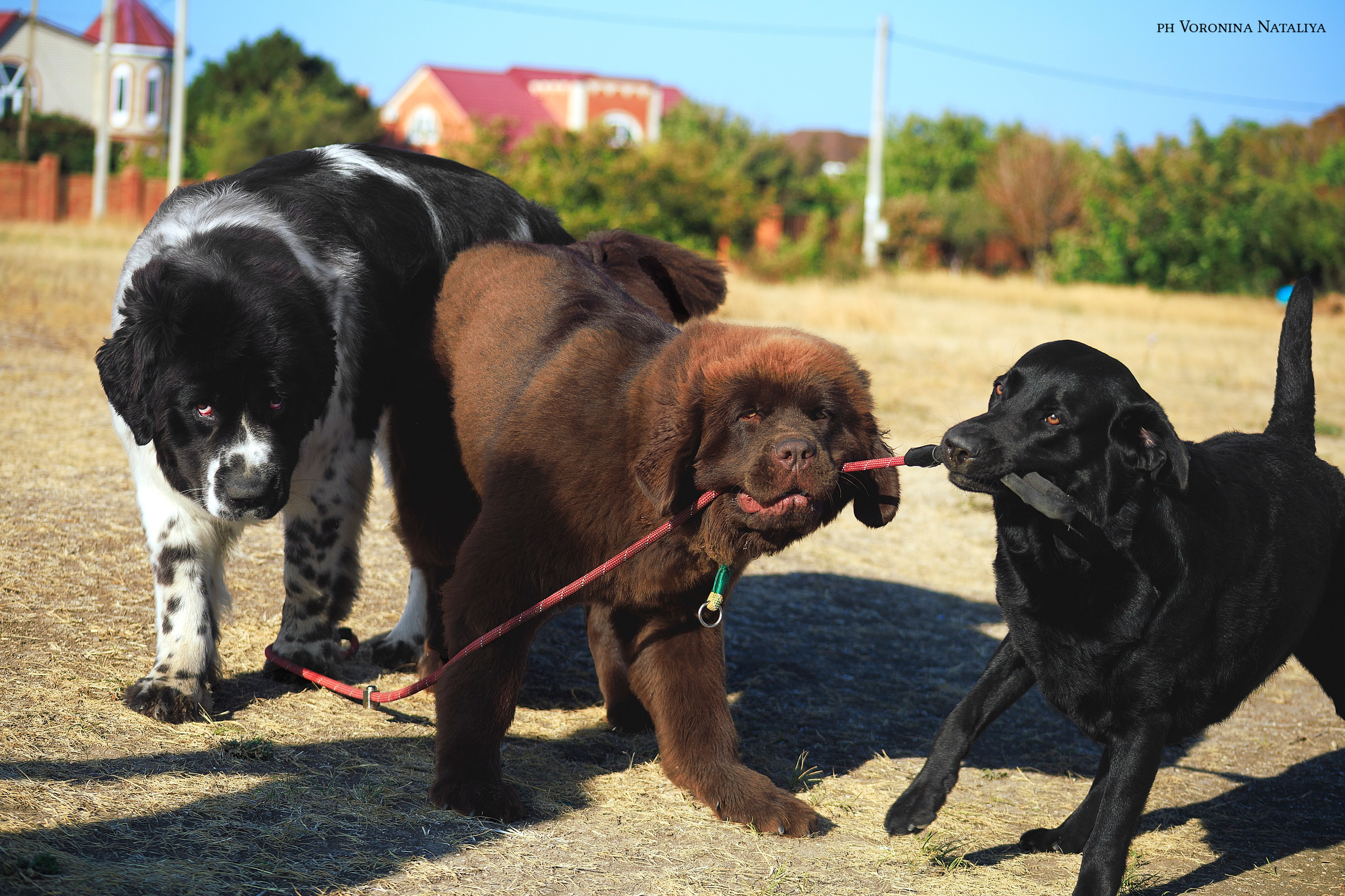 Анимализм Анжелика Сентябрь. Воронина Наталия — индивидуальный и свадебный фотограф в Рязани