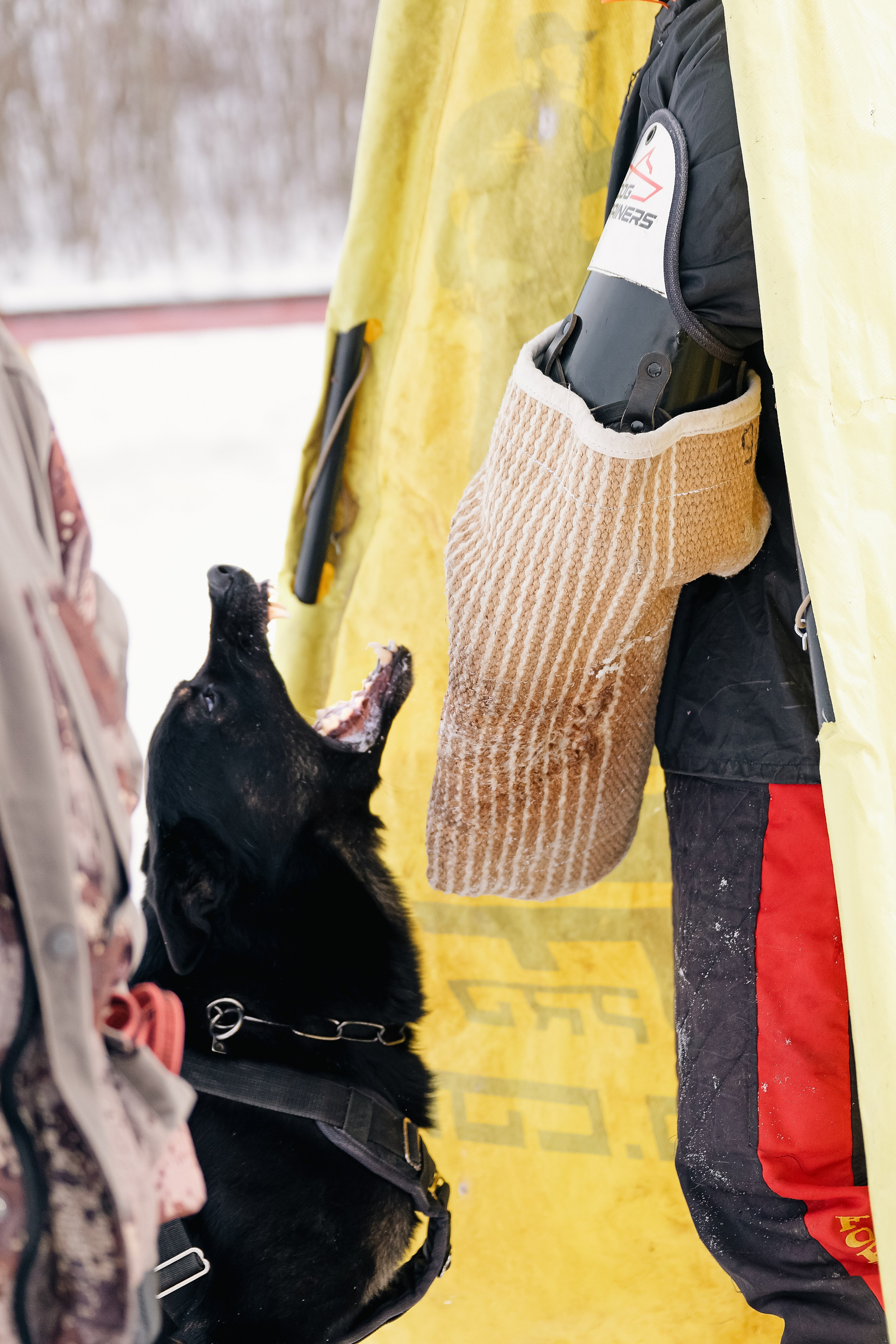 Репортажная съемка. Фотограф-анималист Нижний Новгород