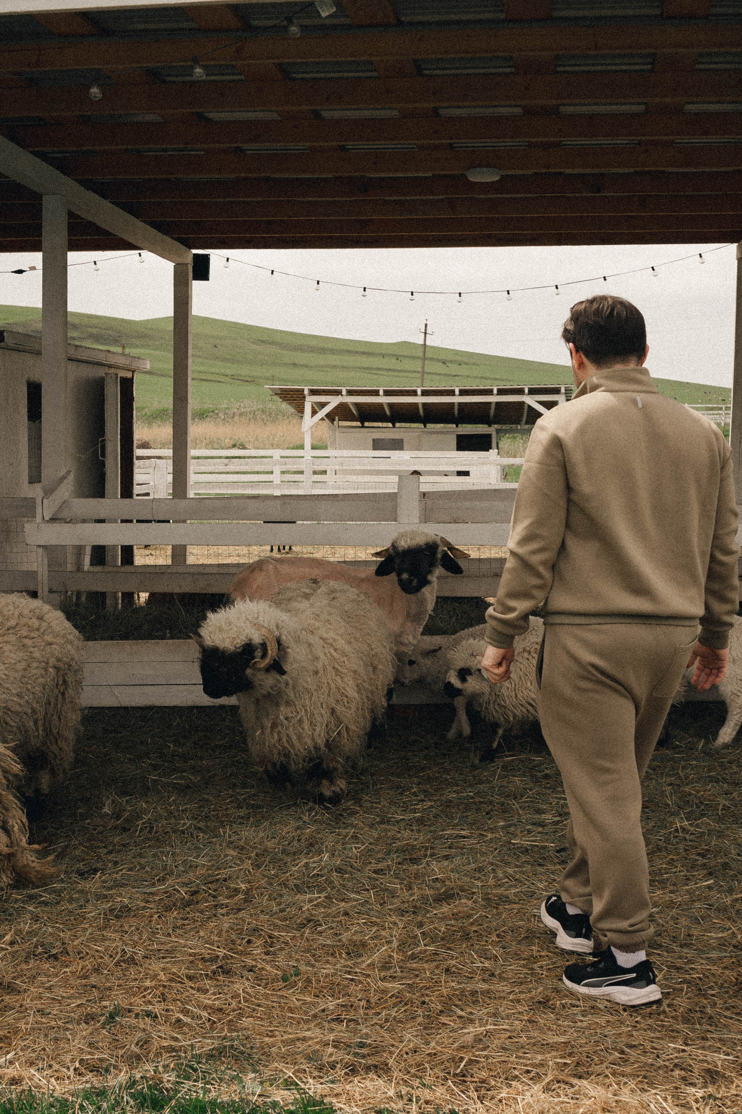 Ферма Альпак. Профессиональный фотограф, Санкт-Петербург — Виктория Богомолова