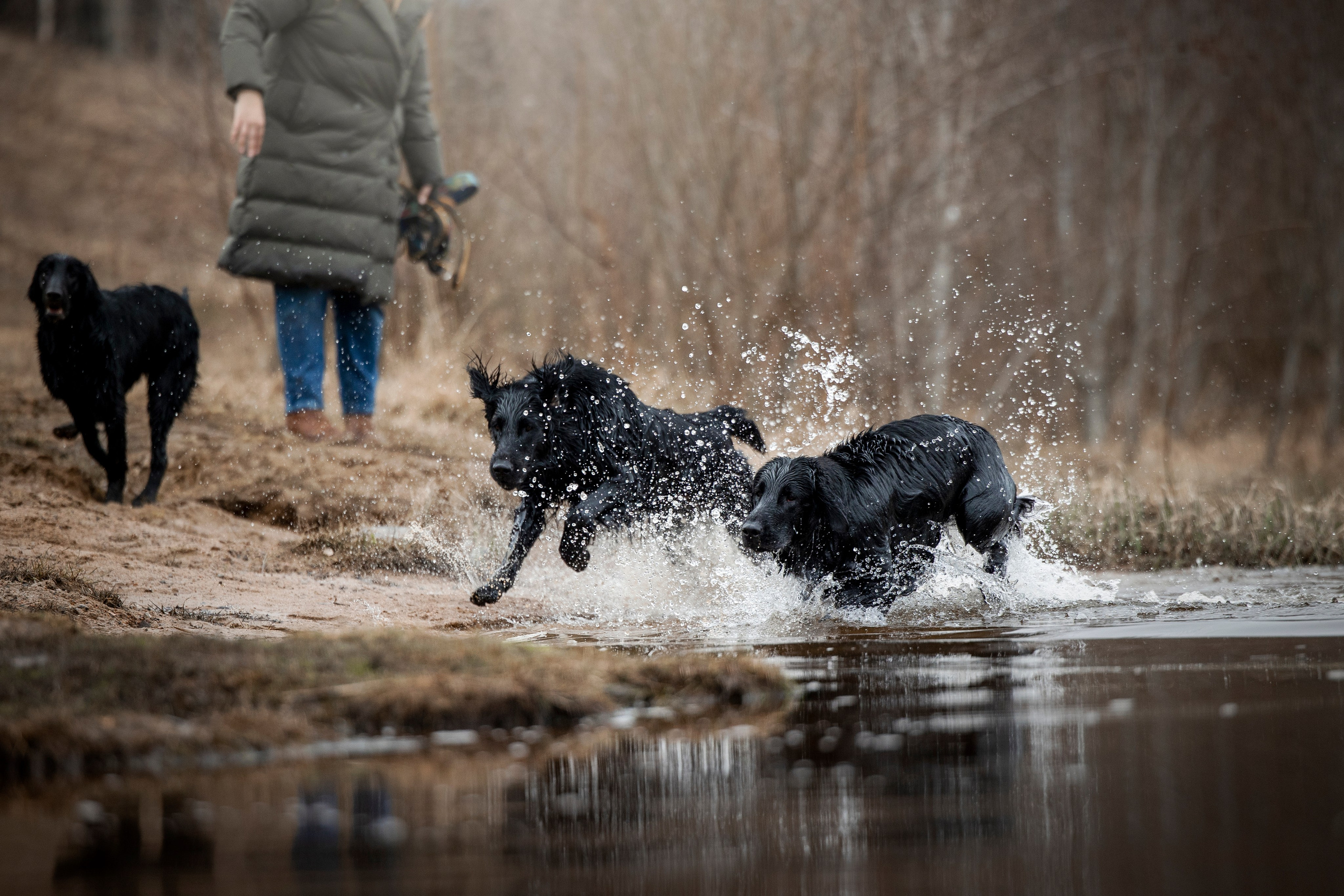 Ора, Ева, Рози и их семья. Фотограф — Анималист | Санкт-Петербург