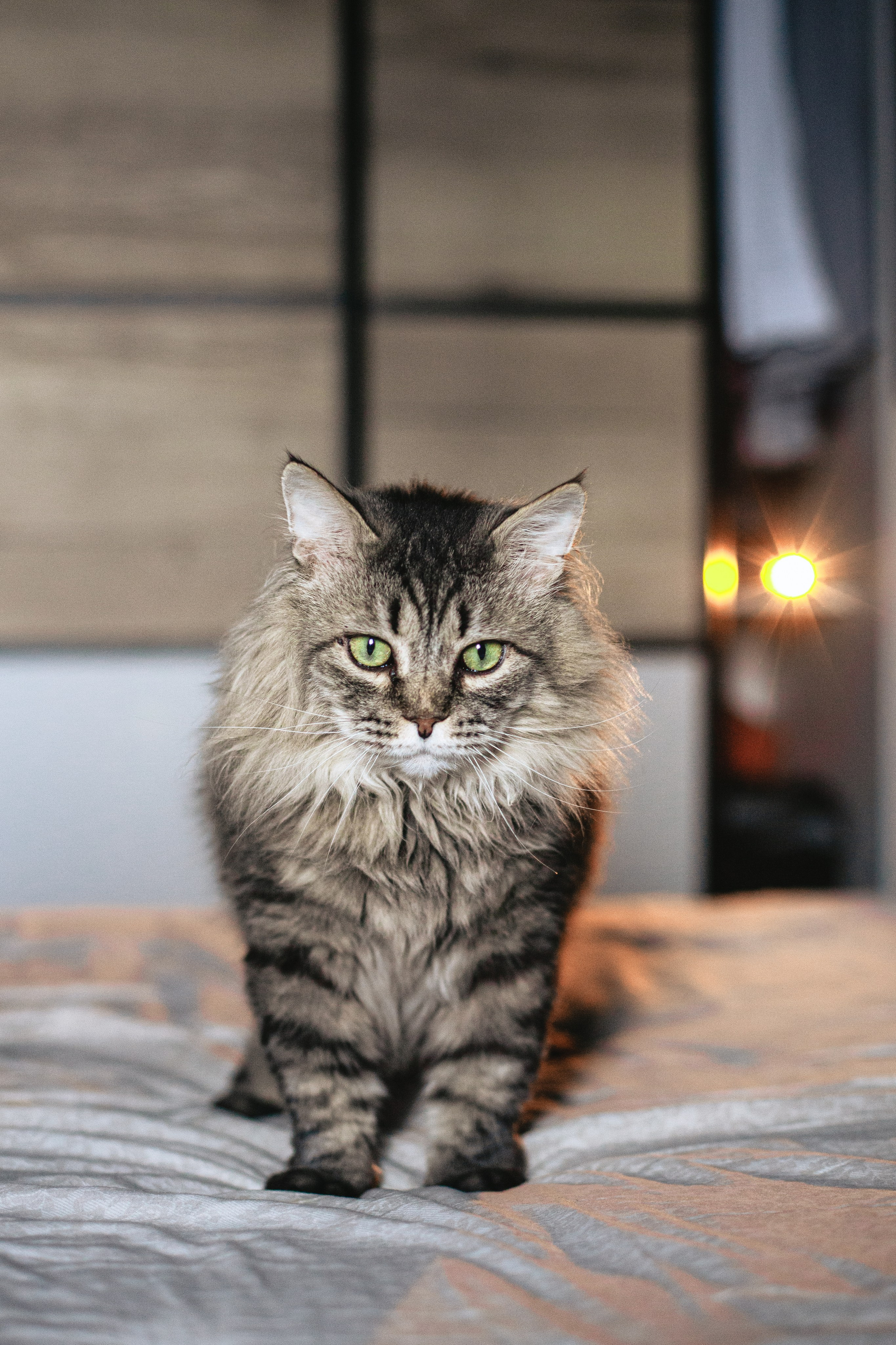 Домашняя фотосессия кота. Фотограф-анималист Татьяна Степанова