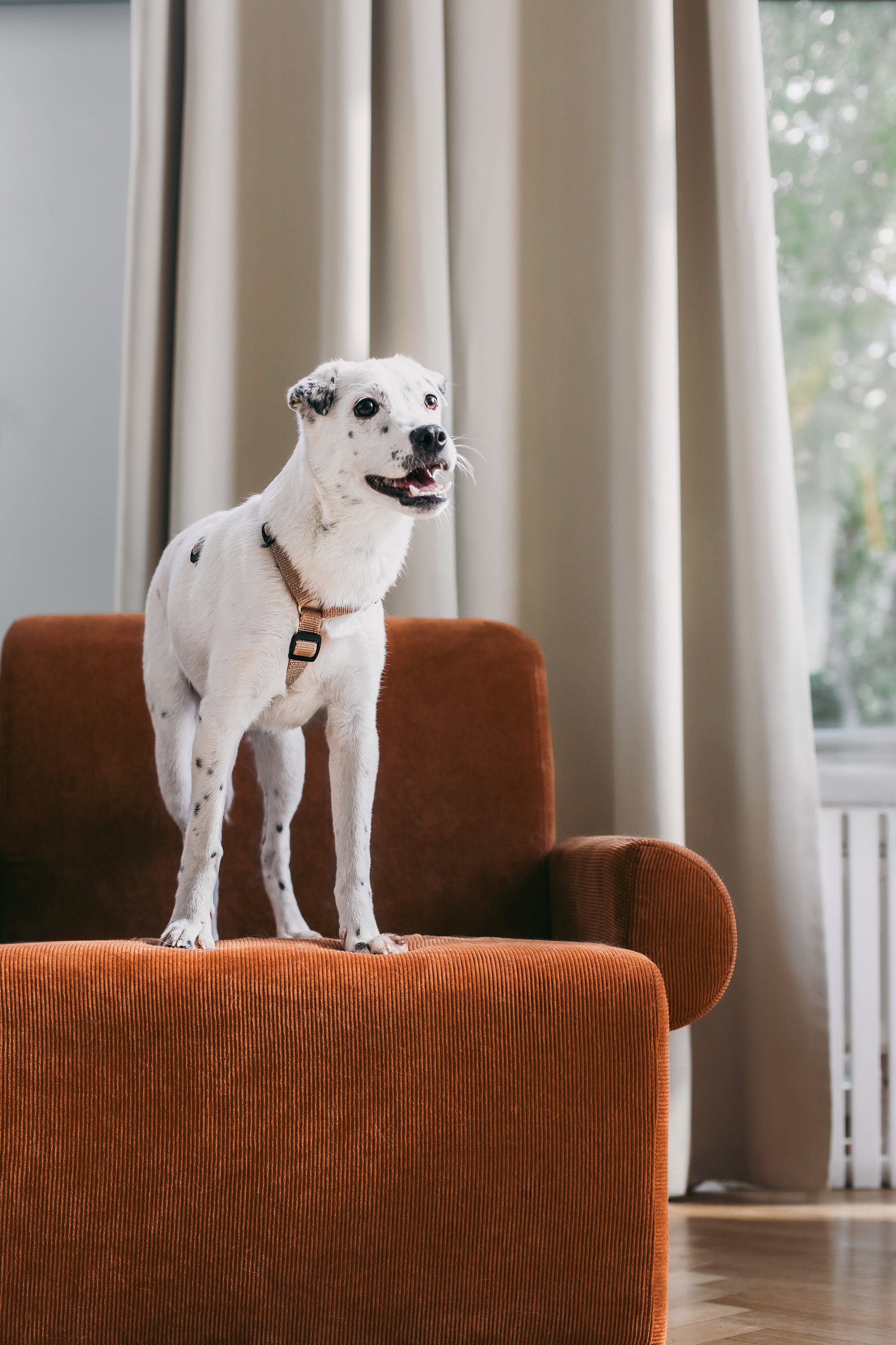 Студия лето 2025. Фотограф-анималист Татьяна Степанова