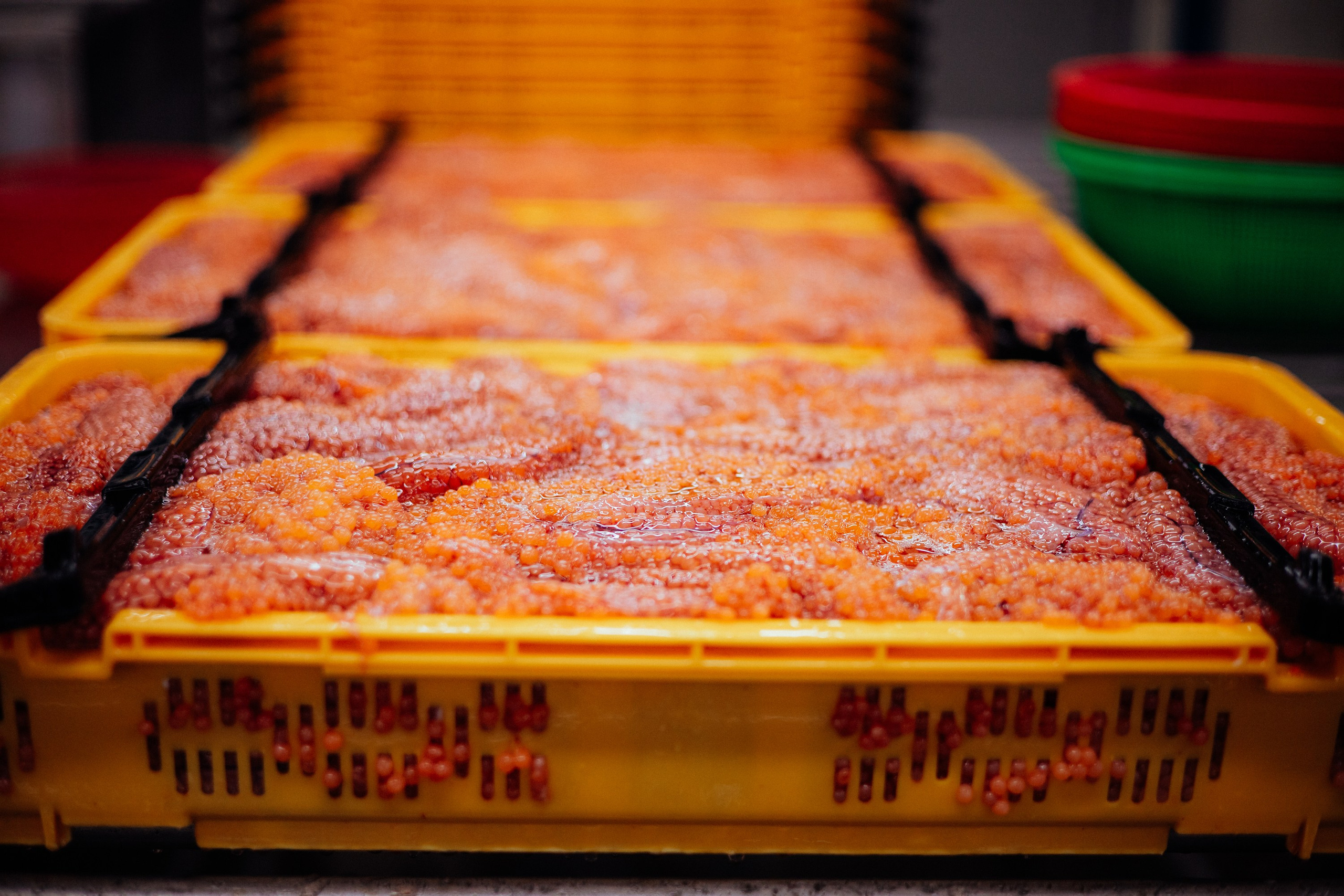 Ооо «лойд-фиш» | камчатка-2025