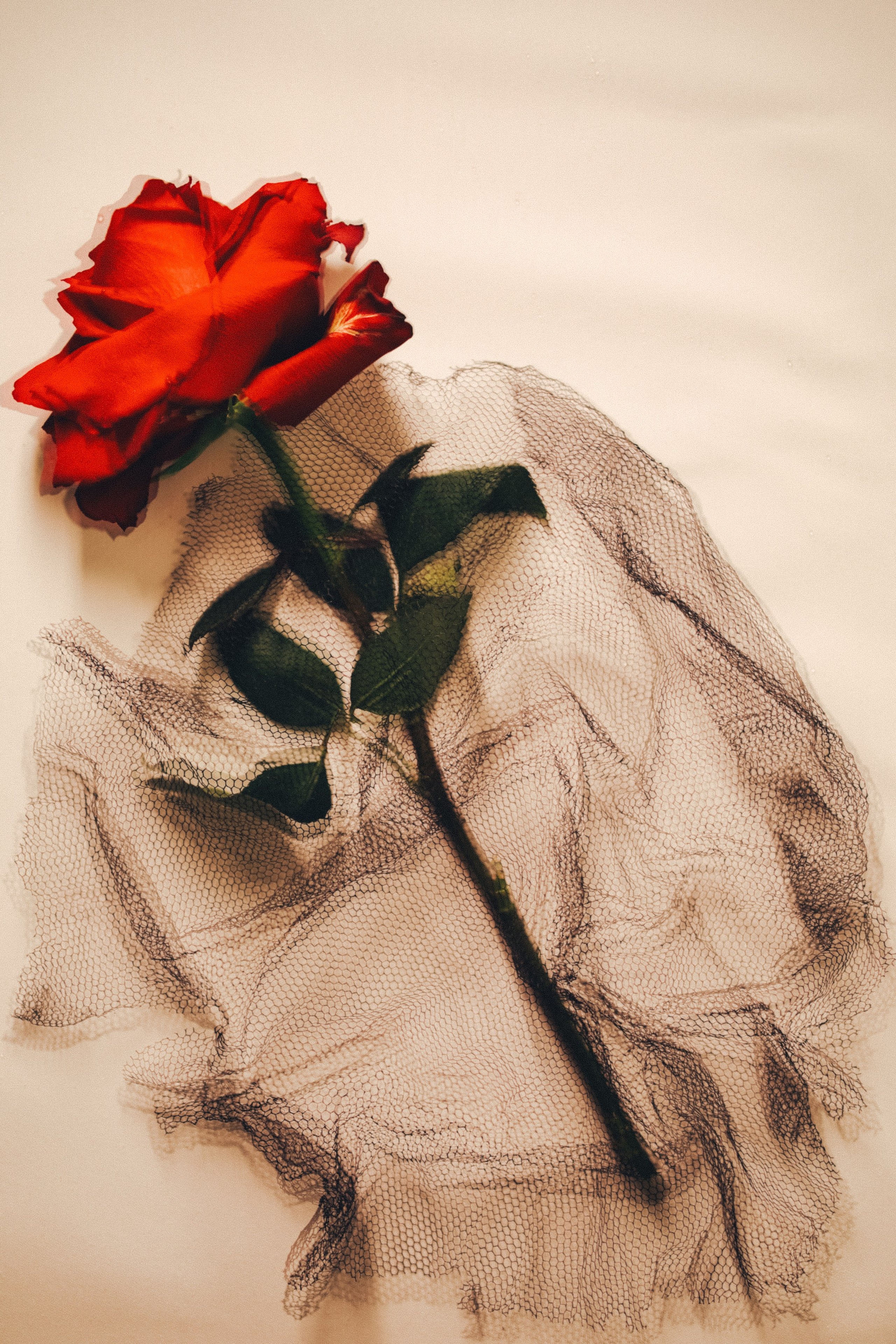 Природа &. Фотохудожник в СПб