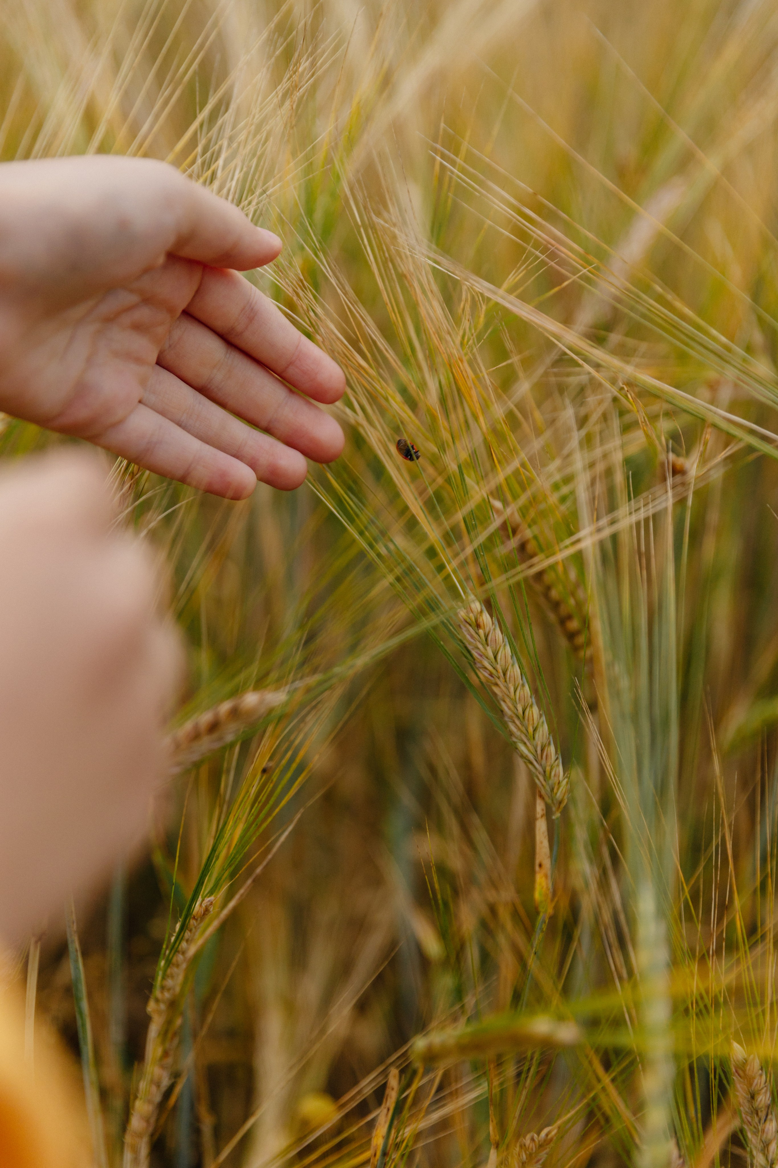 Семья. Фотограф Лодейное Поле Екатерина Герасимова в Санкт-Петербурге и Лен. области