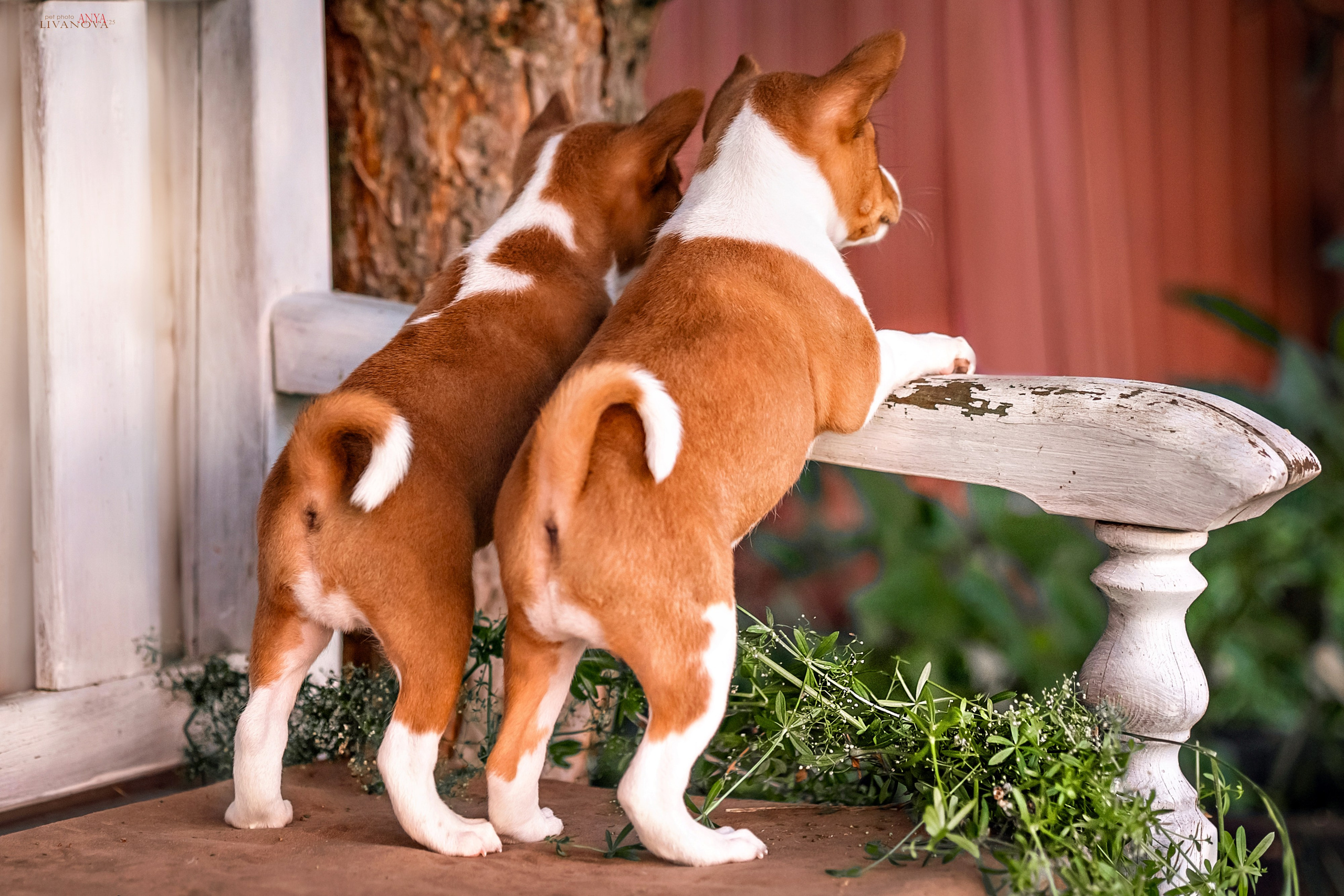 Басенджи. Фотограф анималист Аня Ливанова | Рыбинск