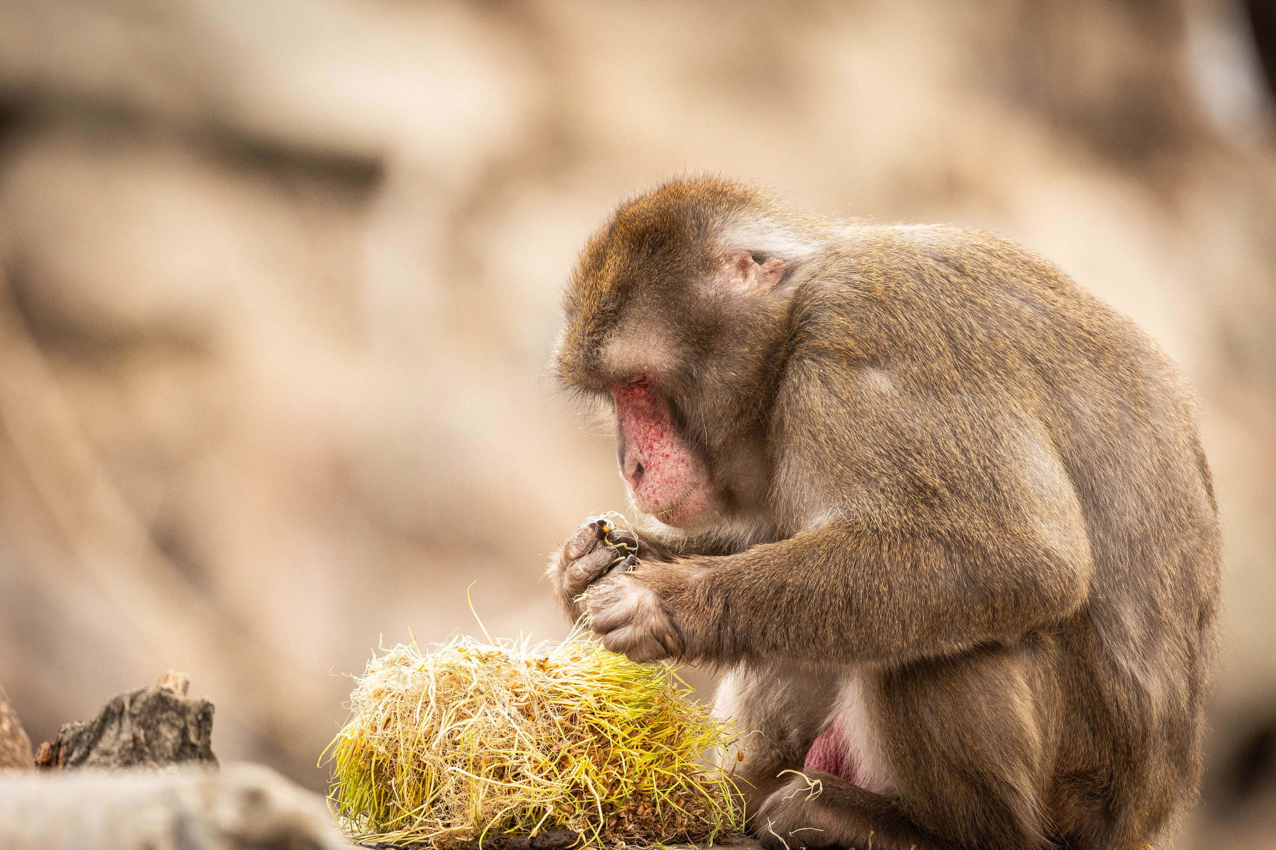 Парк Малинки 2026. Фотограф-АниМалист Анна Абрамова