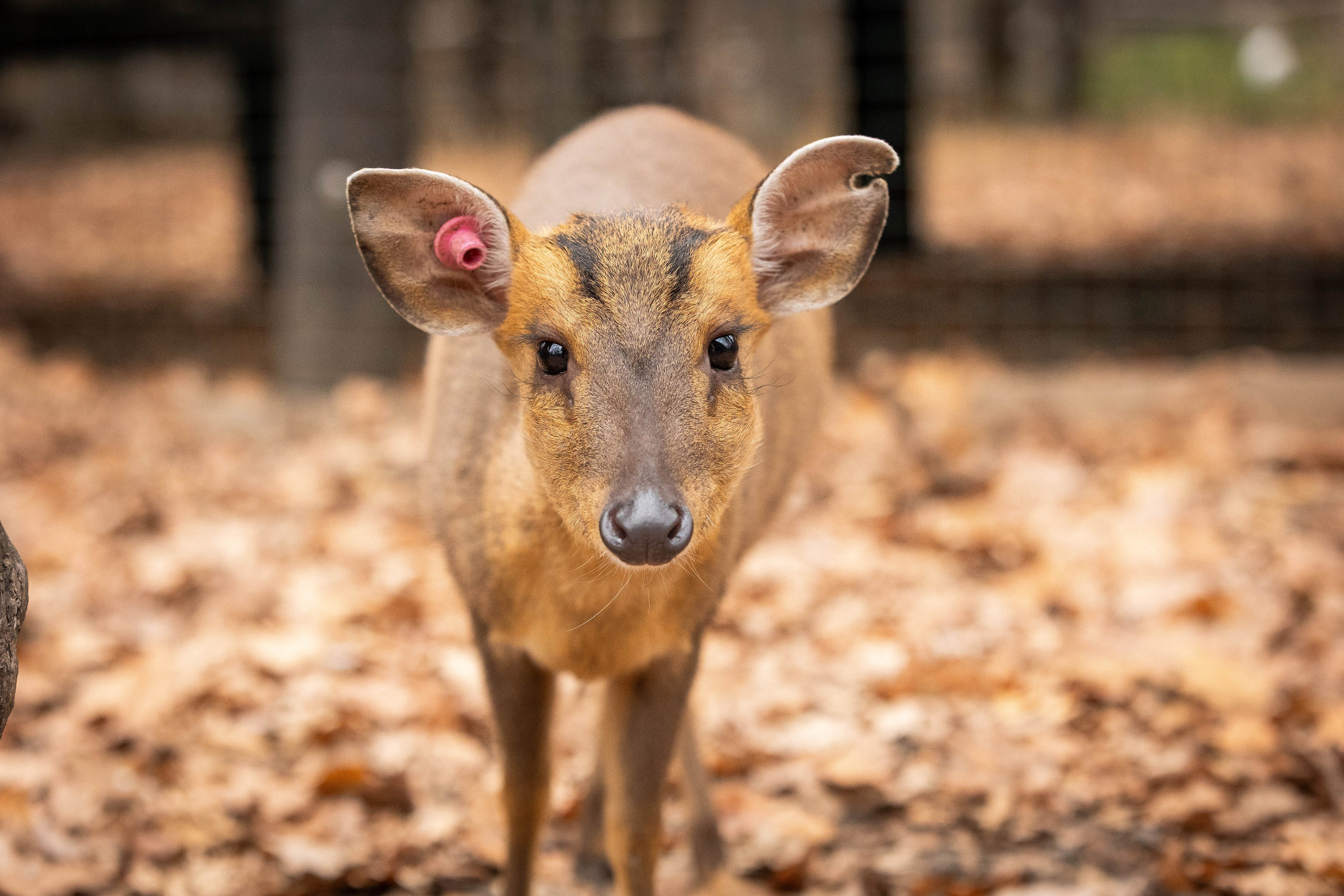 Зоопарк Малинки. Фотограф-АниМалист Анна Абрамова