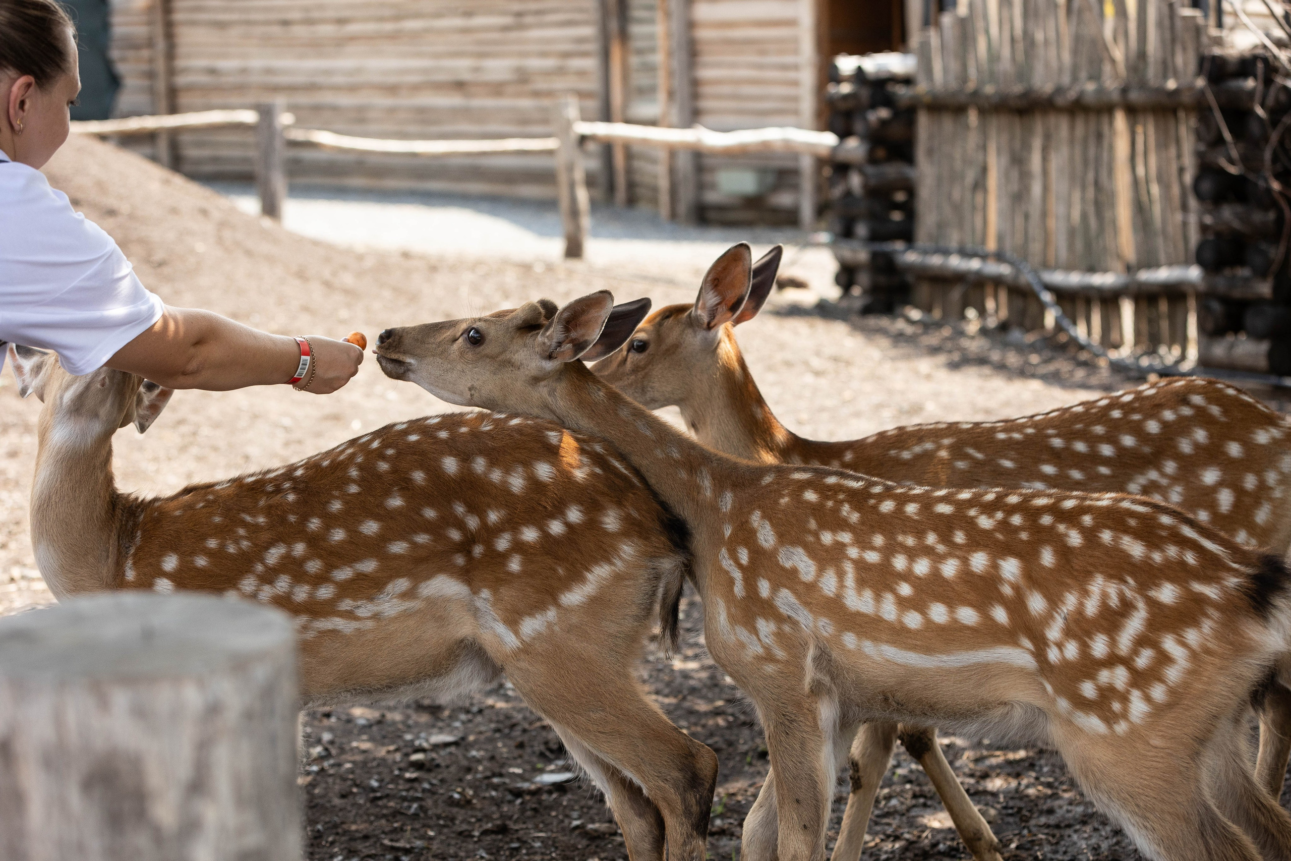 Зоопарк Малинки. Фотограф-АниМалист Анна Абрамова